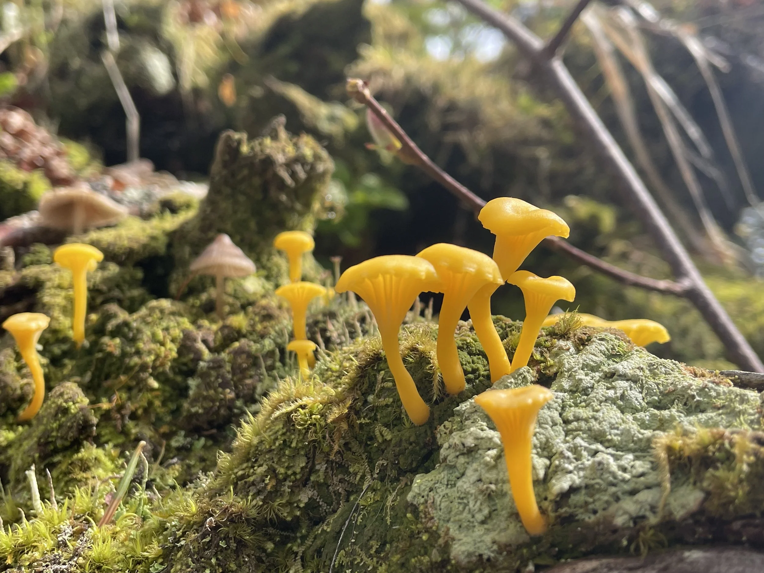 Lichenomphalia alpina by Sergey Stefanov.JPG