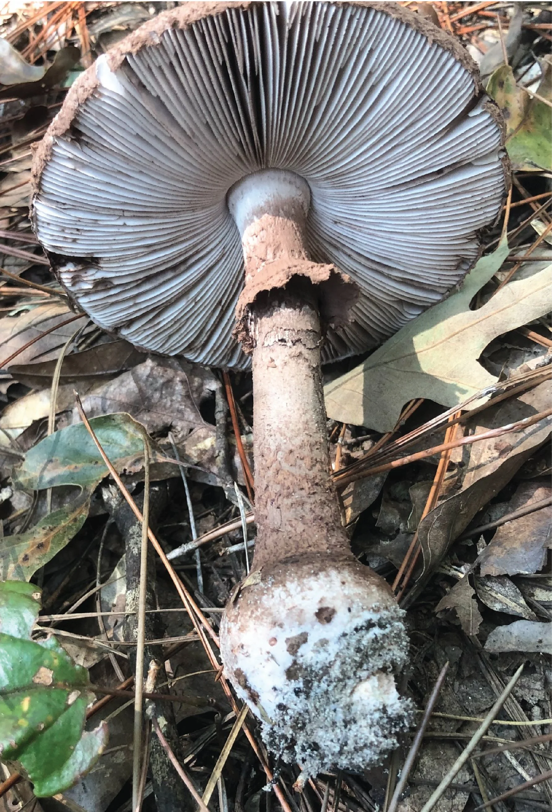 SE Rare Fungi-17.jpg