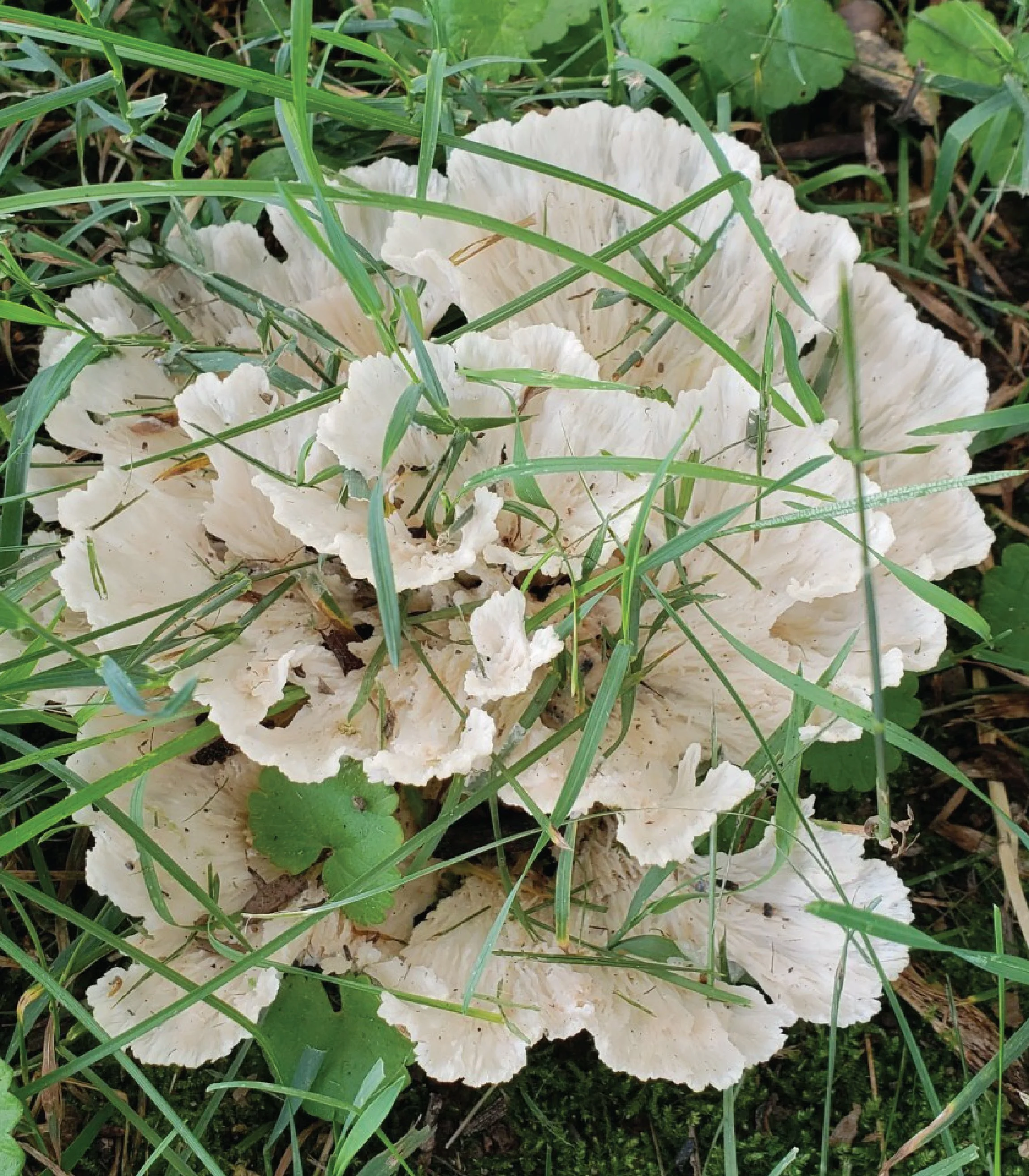 SE Rare Fungi-12.jpg