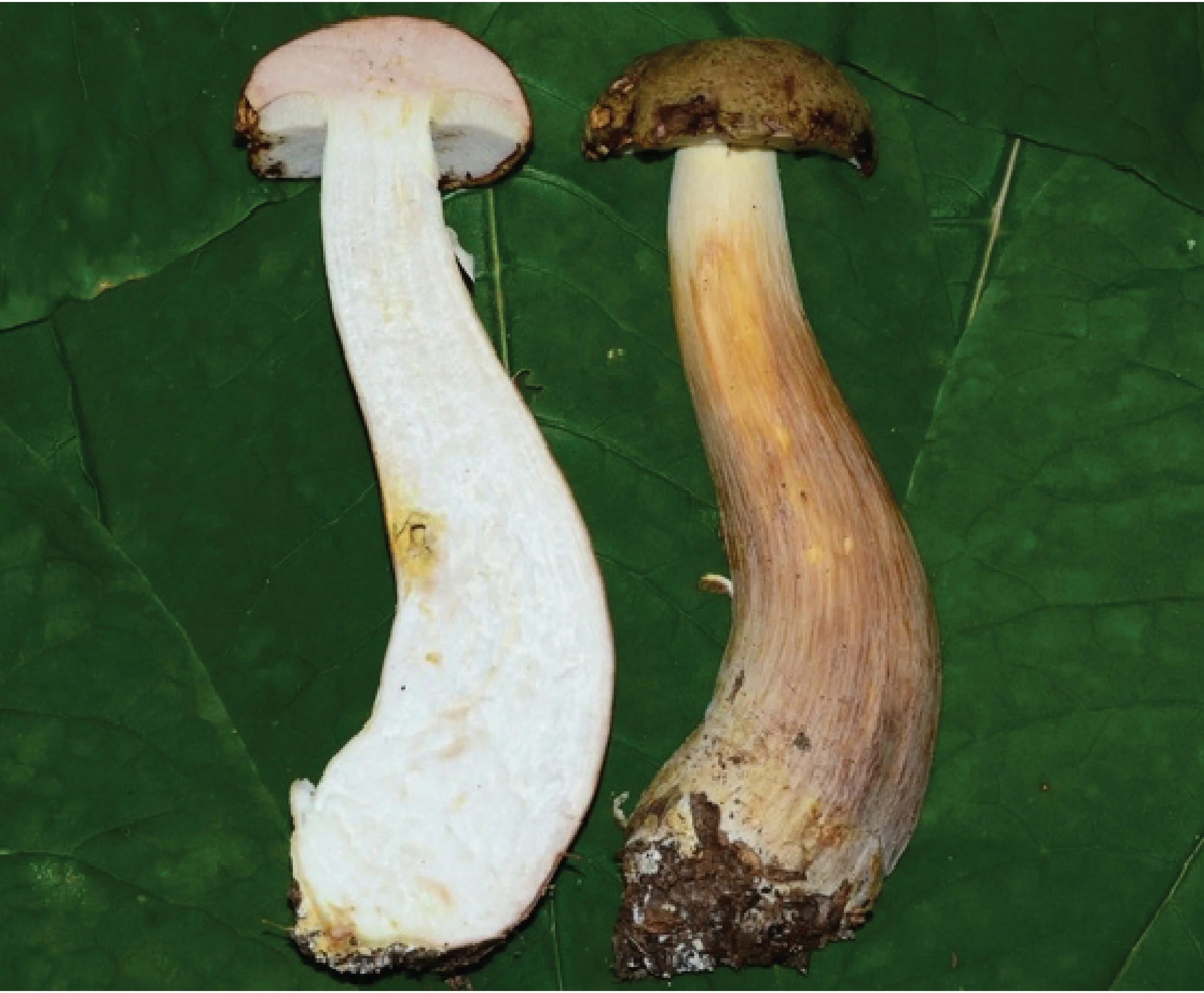 SE Rare Fungi-07.jpg
