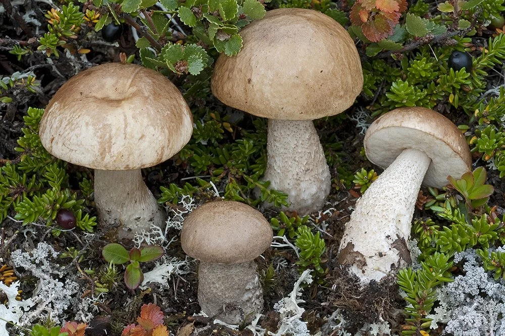  Leccinum rotundifoliae by Frederico Calledda.jpg