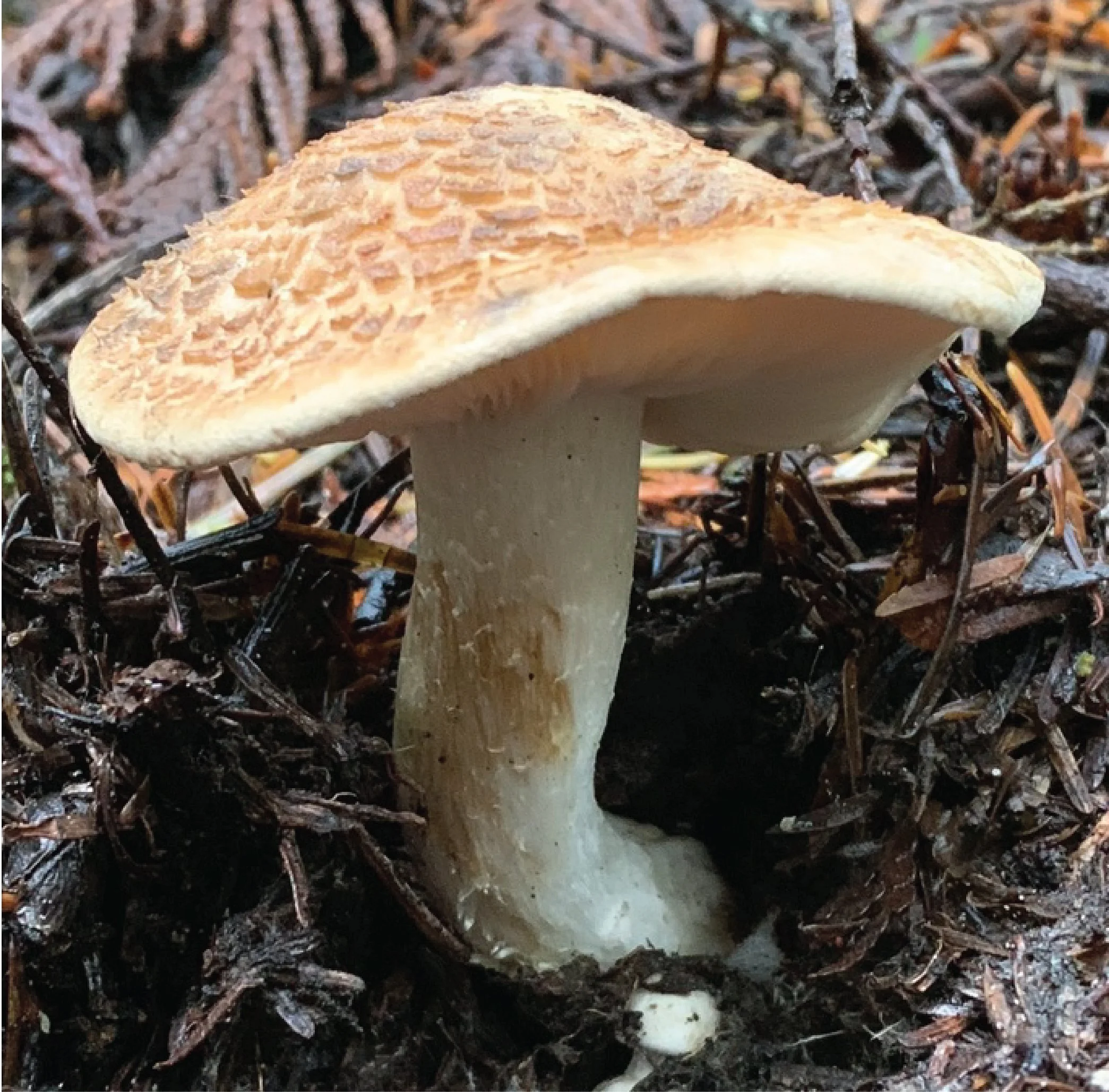 NE Rare Fungi Challenge-07.jpg