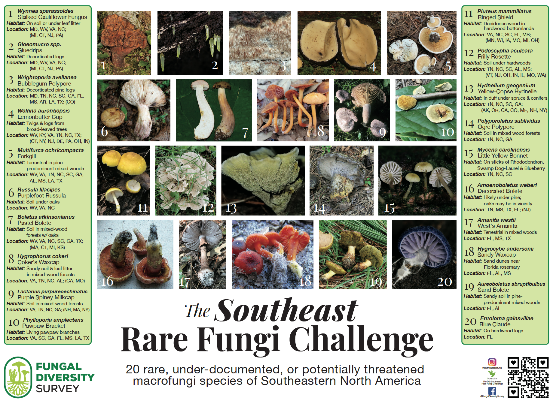 southeast rare fungi challenge.png