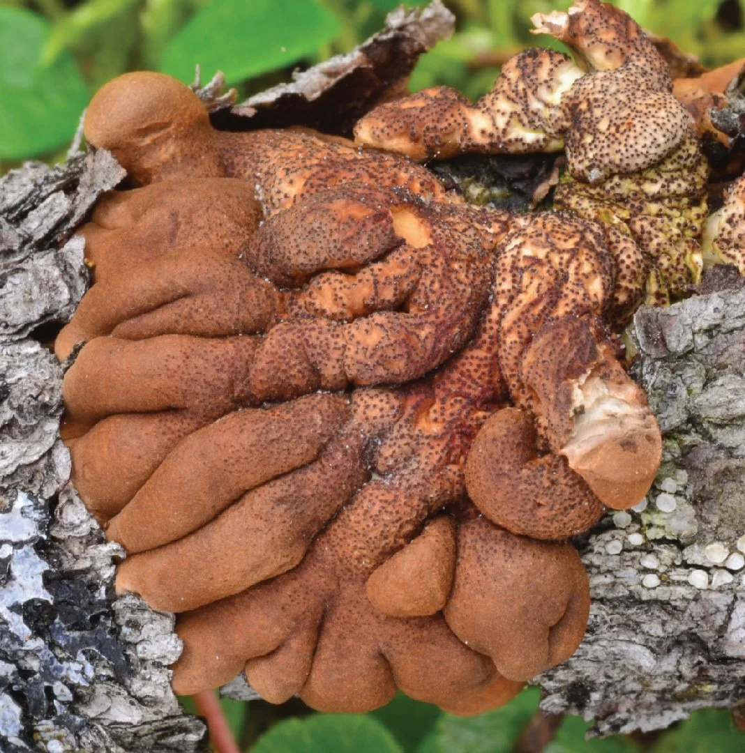 WC Rare Fungi Challenge poster-03.jpg