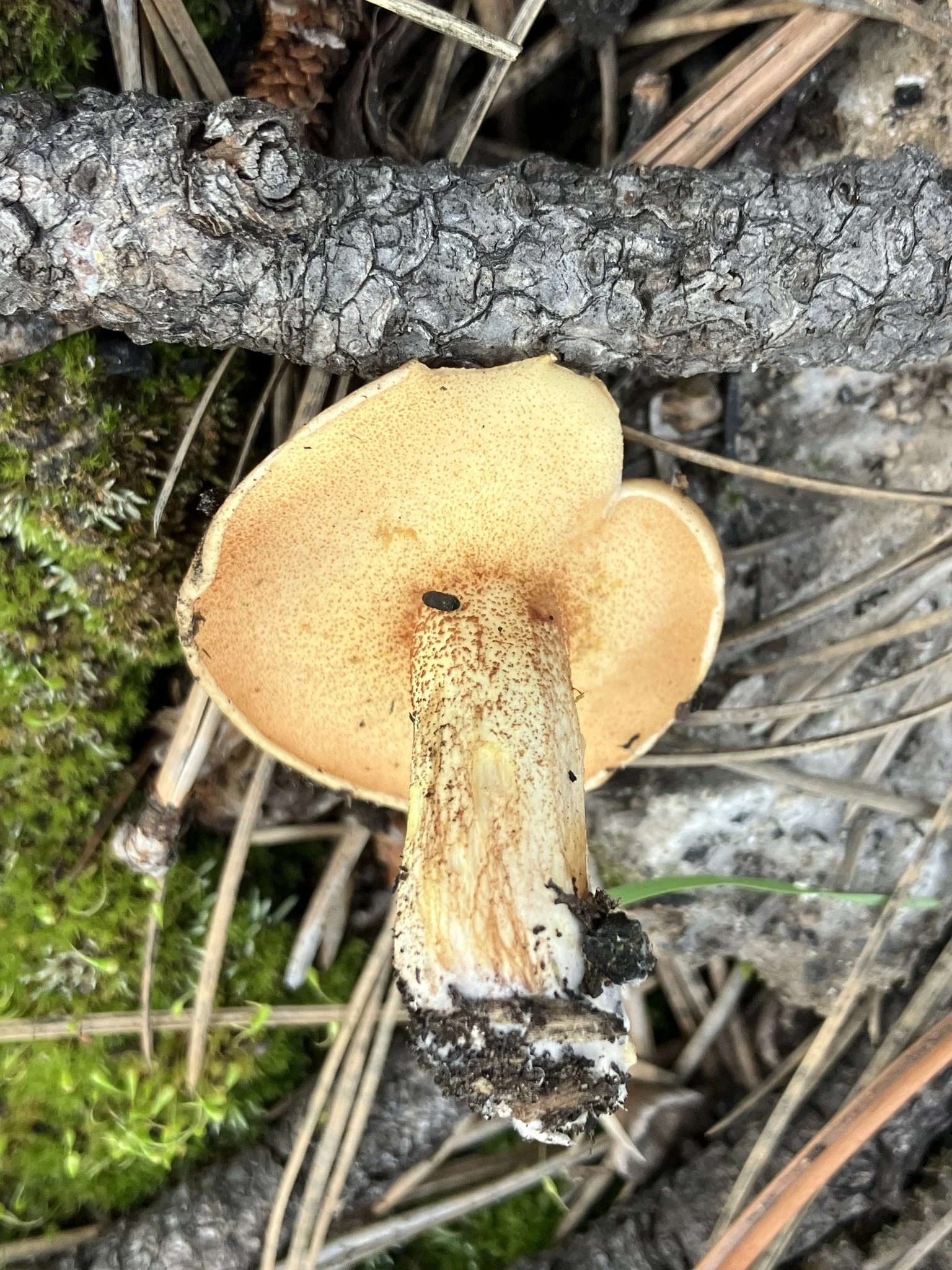 Suillus placidus by Louise Woo.jpeg