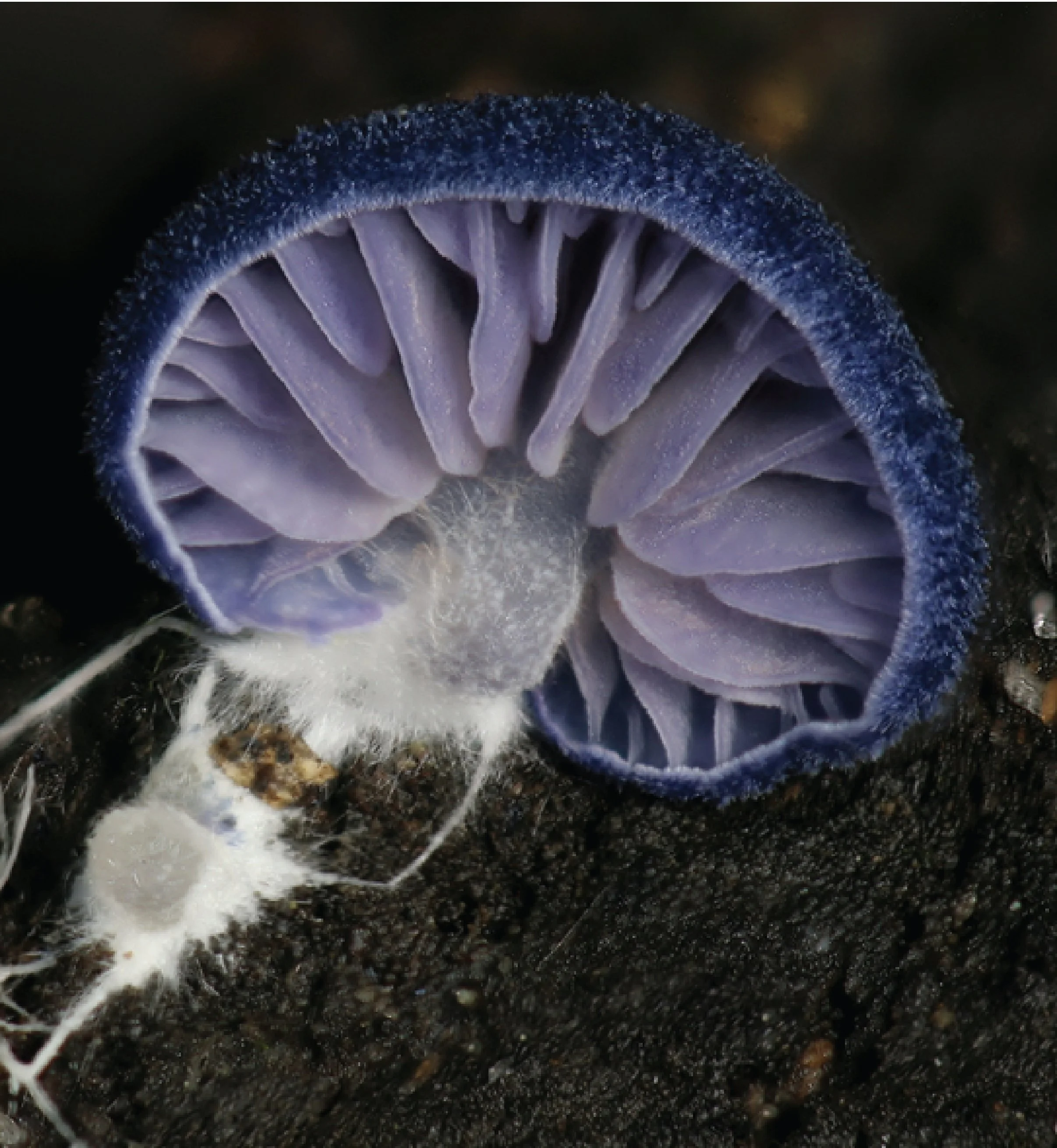 SE Rare Fungi-20.jpg