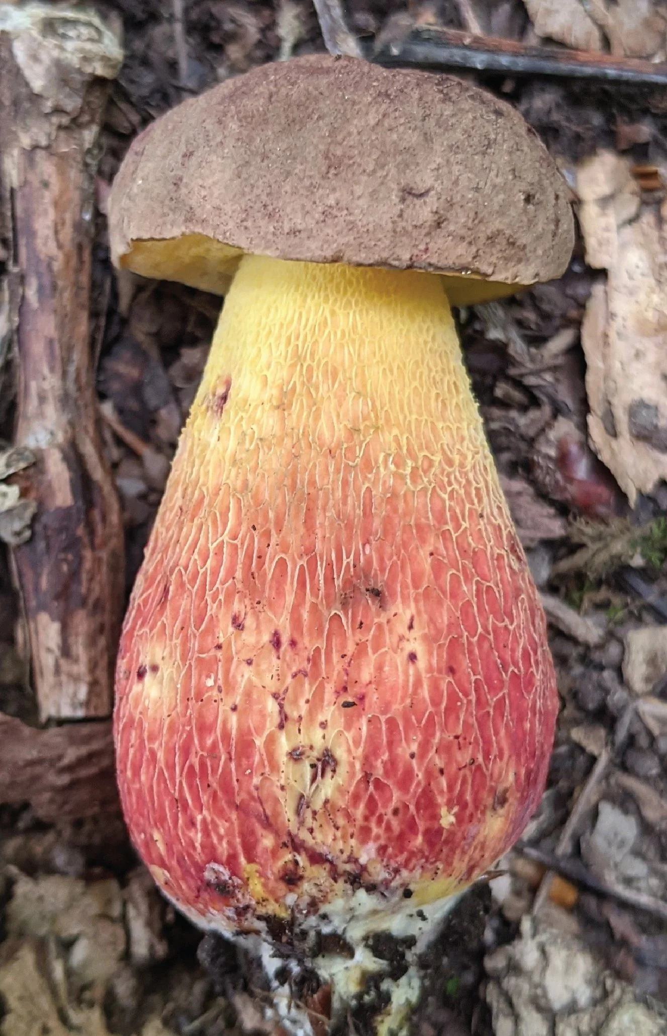 NE Rare Fungi Challenge-03.jpg