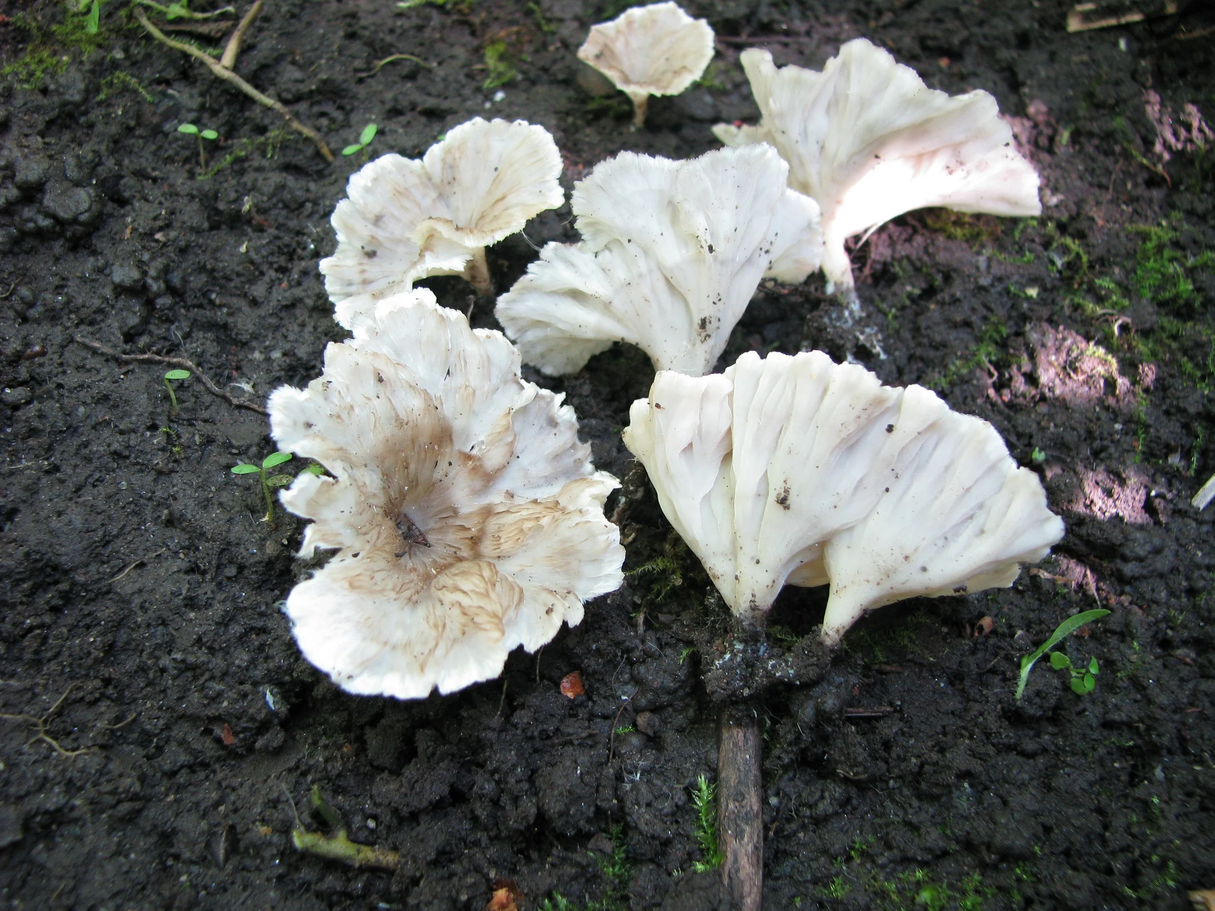 CLC 3064 Cotylidia cf diaphana Cripps.JPG