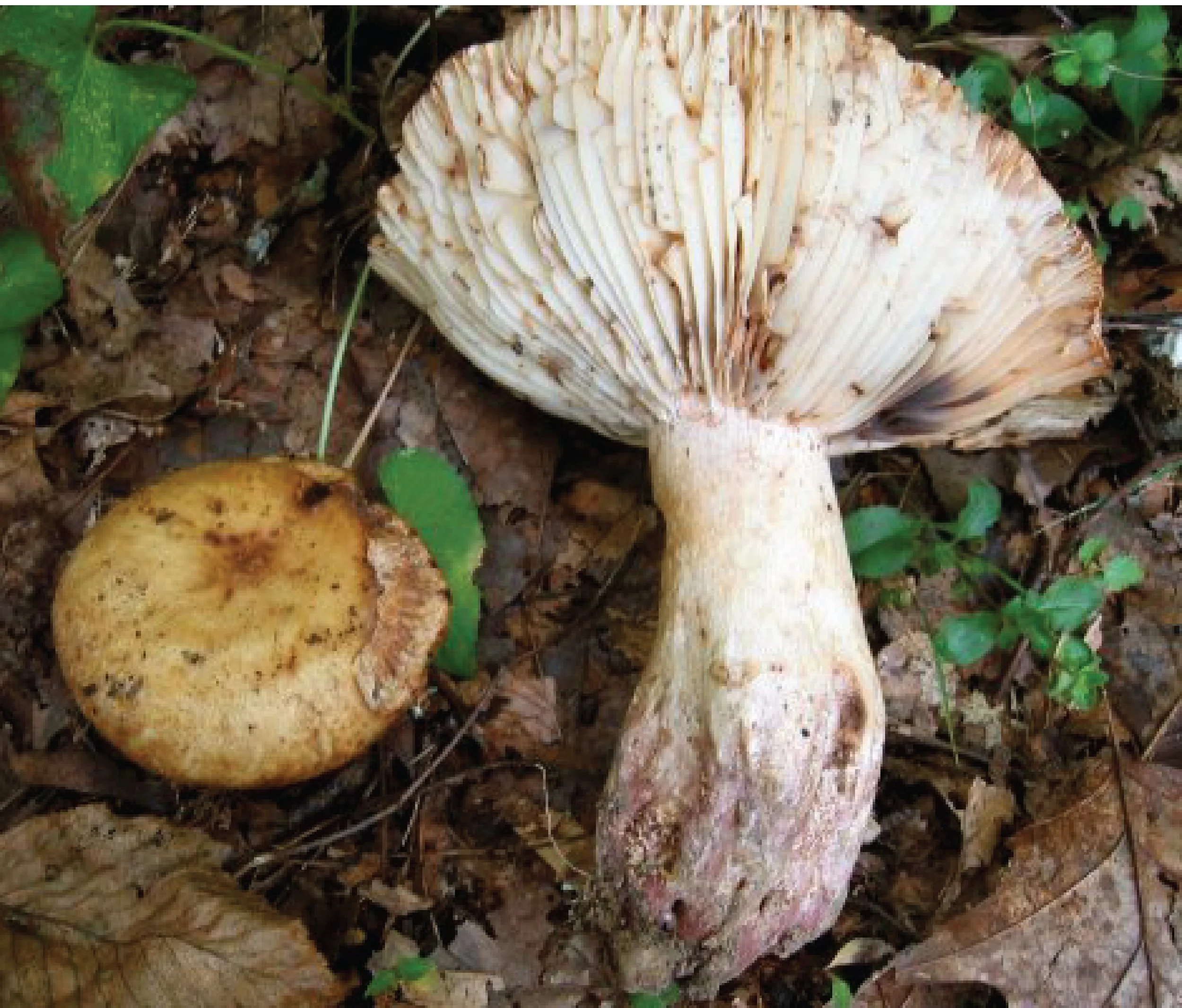 SE Rare Fungi-06.jpg