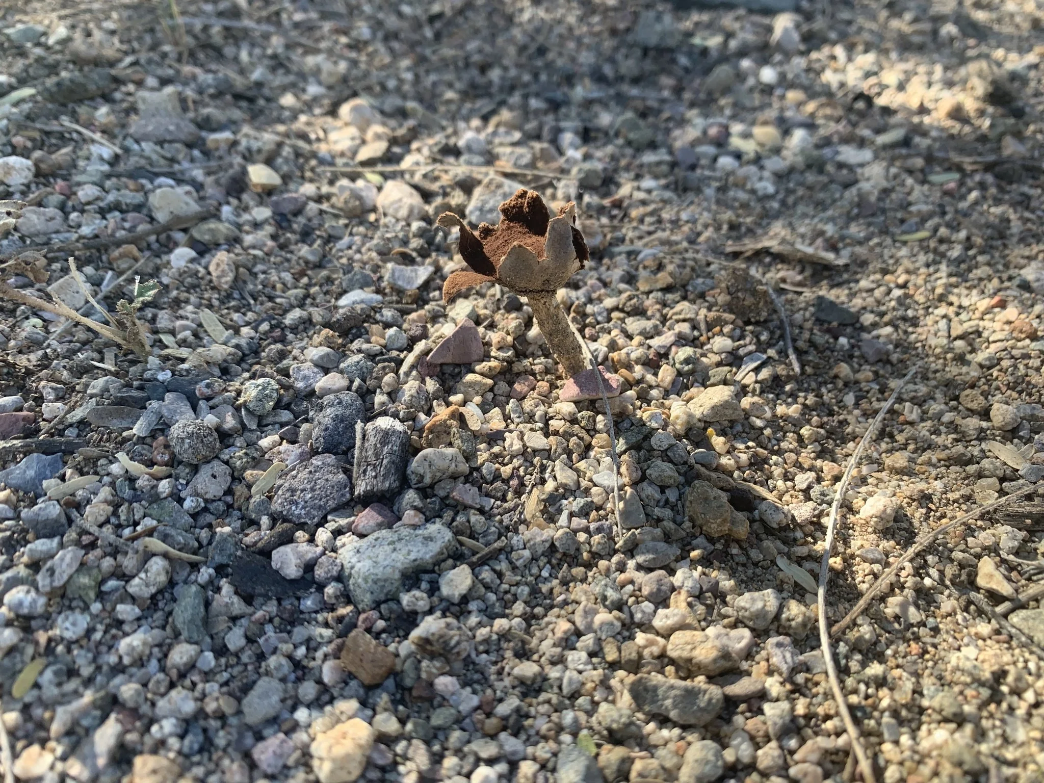 Schizostoma laceratum by Sara Busch.jpg