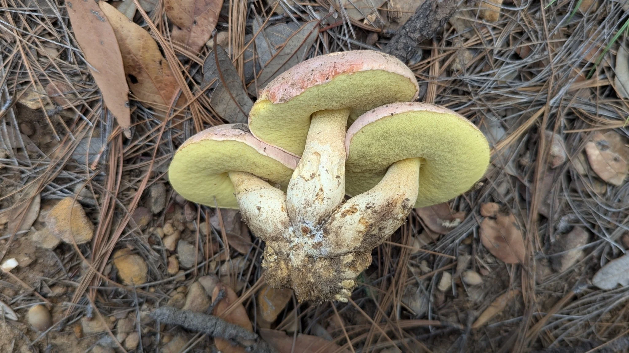 Butyriboletus pulchriceps by Michelle Torres-Grant.jpeg