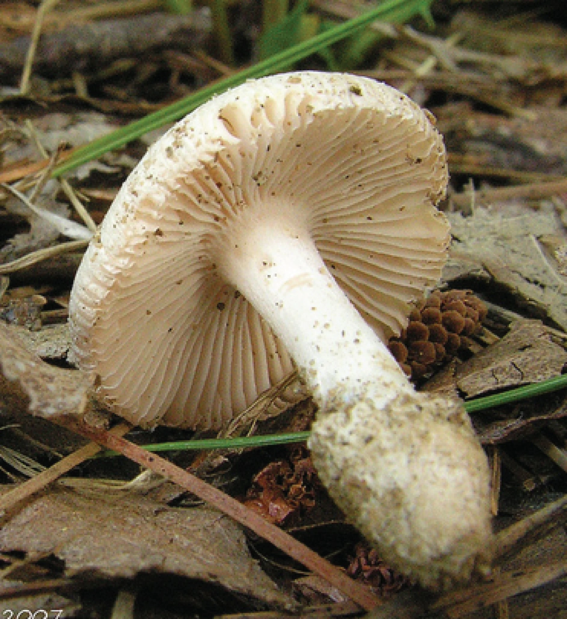 NE Rare Fungi Challenge-09.jpg