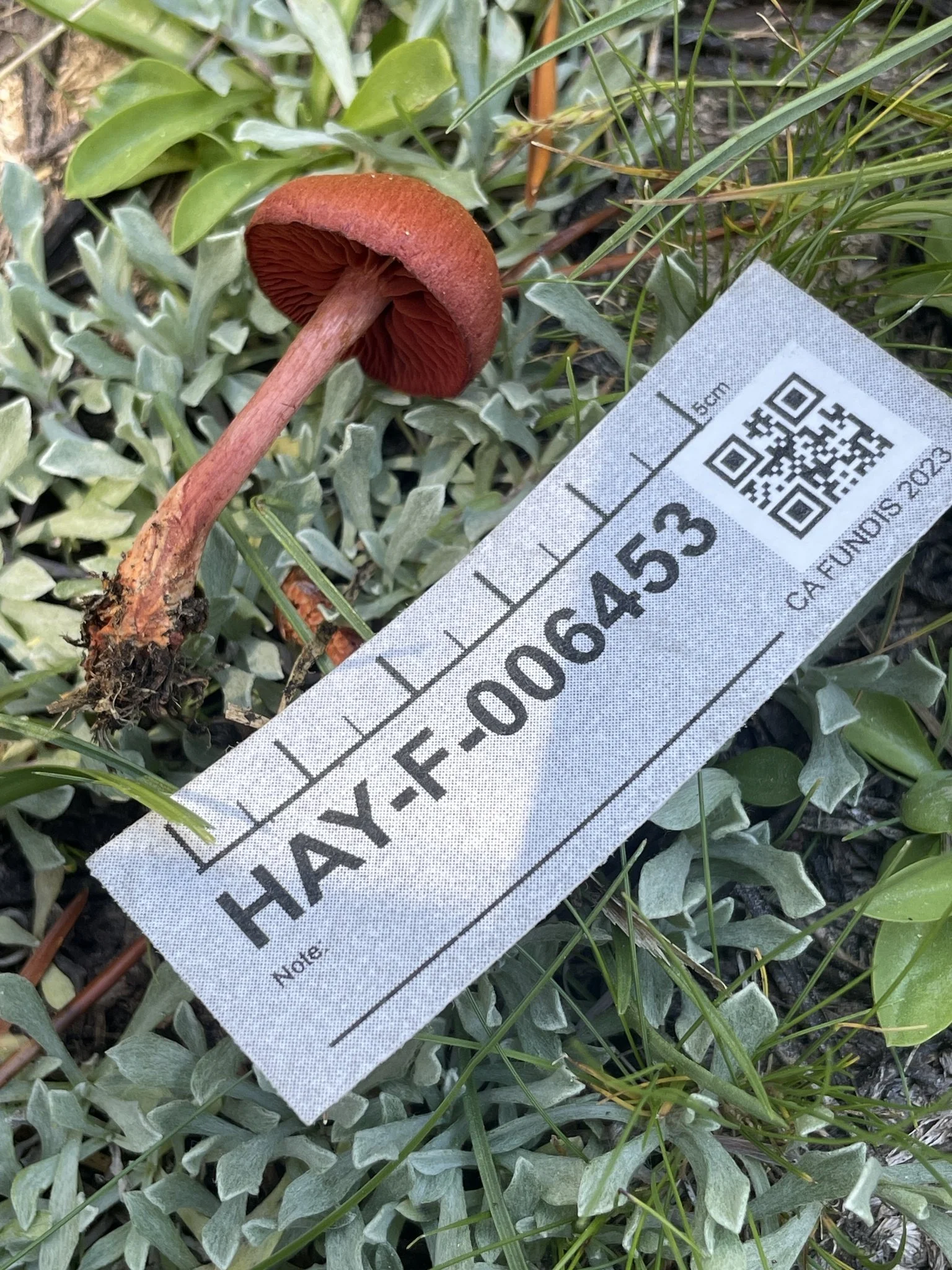 Cortinarius sierraensis_Damon Thige4.jpeg