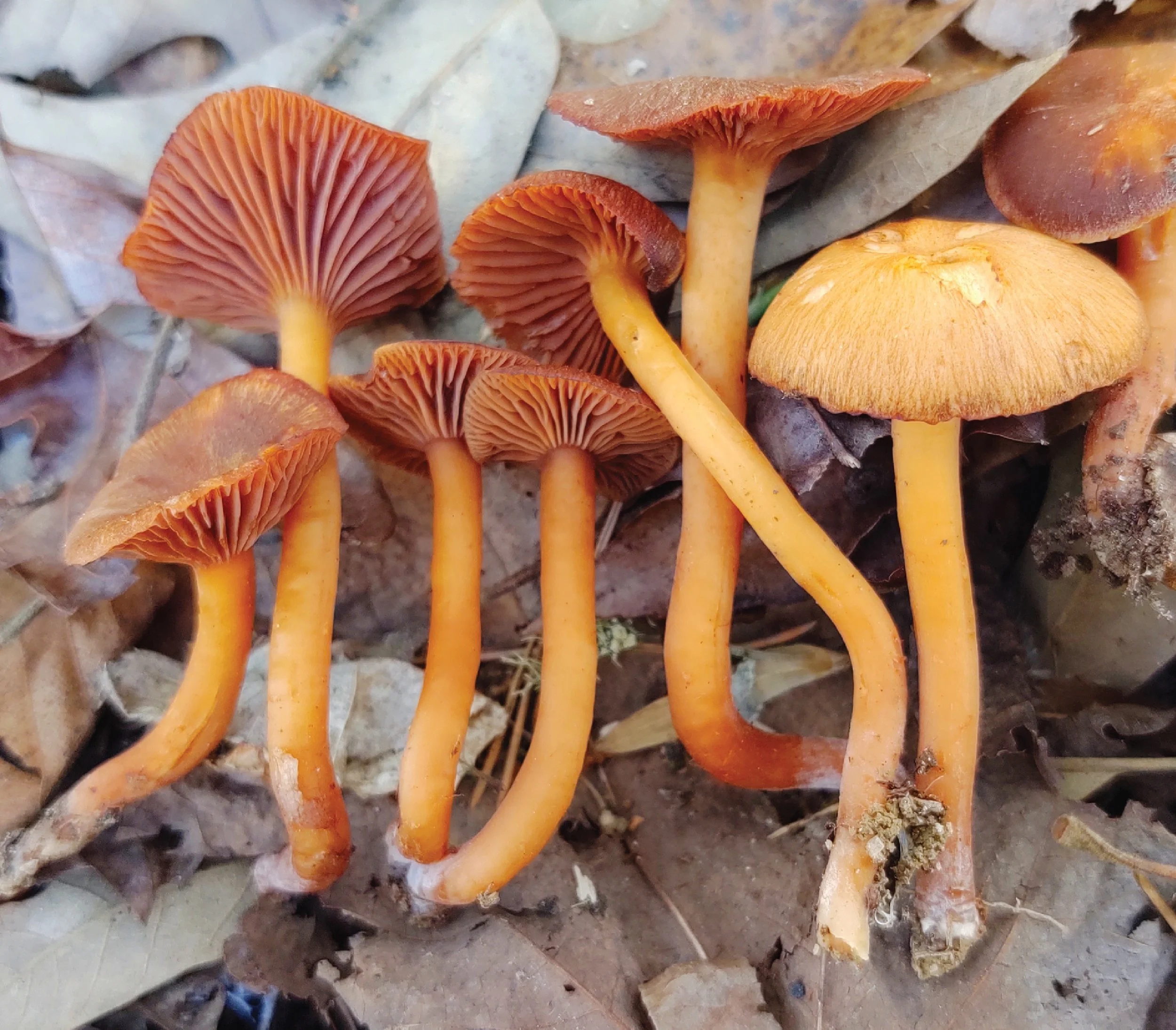 SE Rare Fungi-08.jpg
