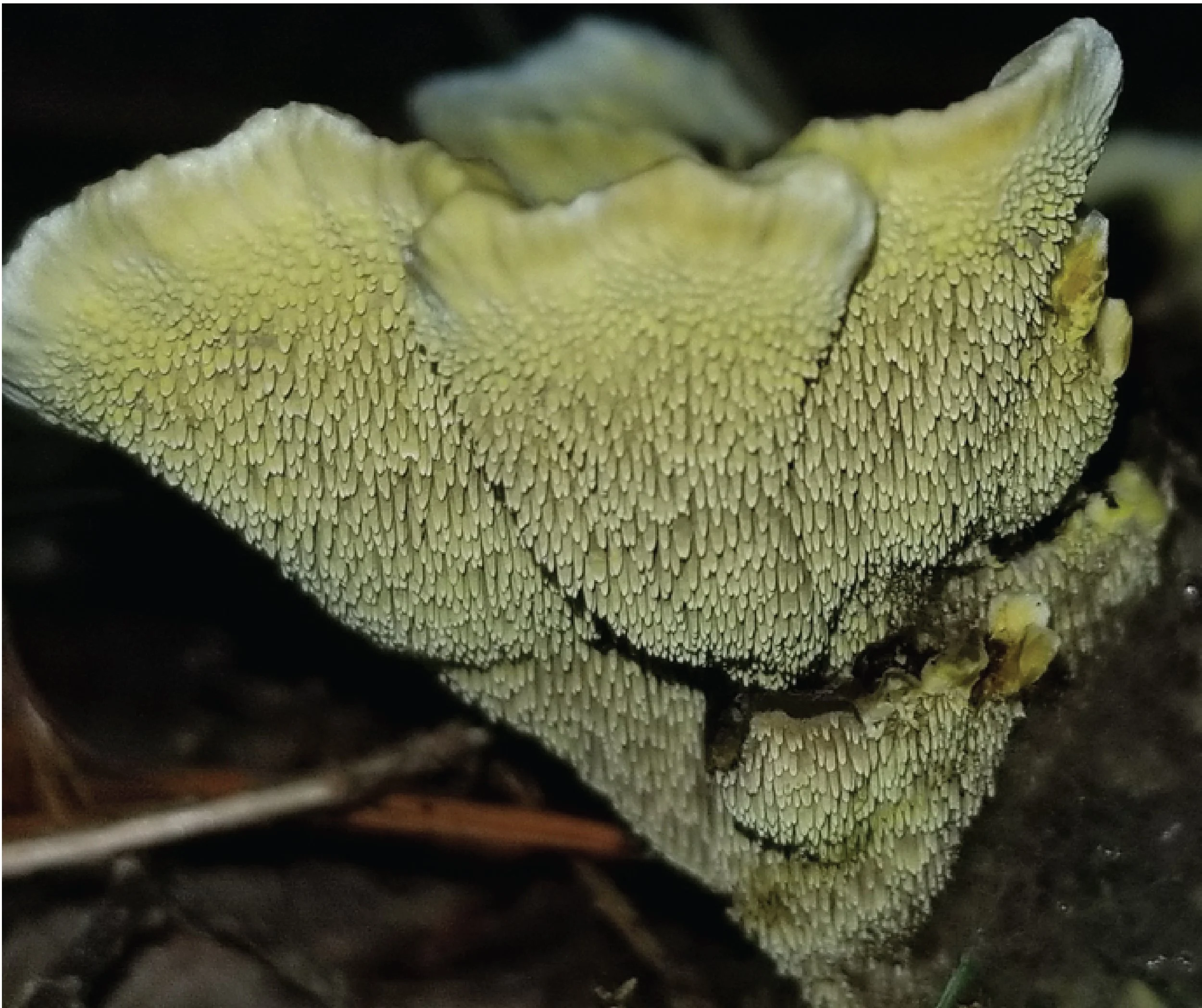 SE Rare Fungi-13.jpg