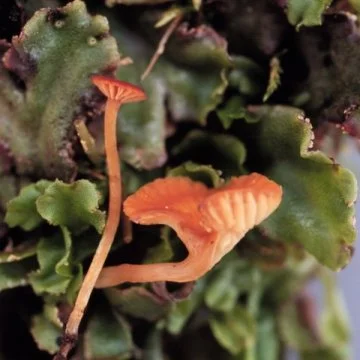 Loreleia marchantiae by Cathy Cripps.jpg