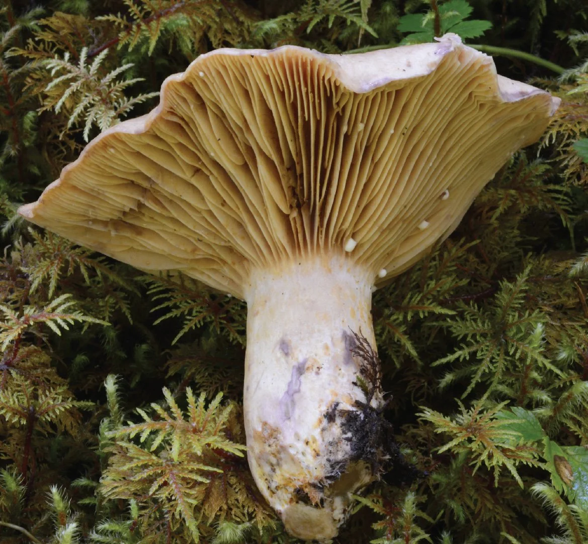 WC Rare Fungi Challenge poster-02.jpg