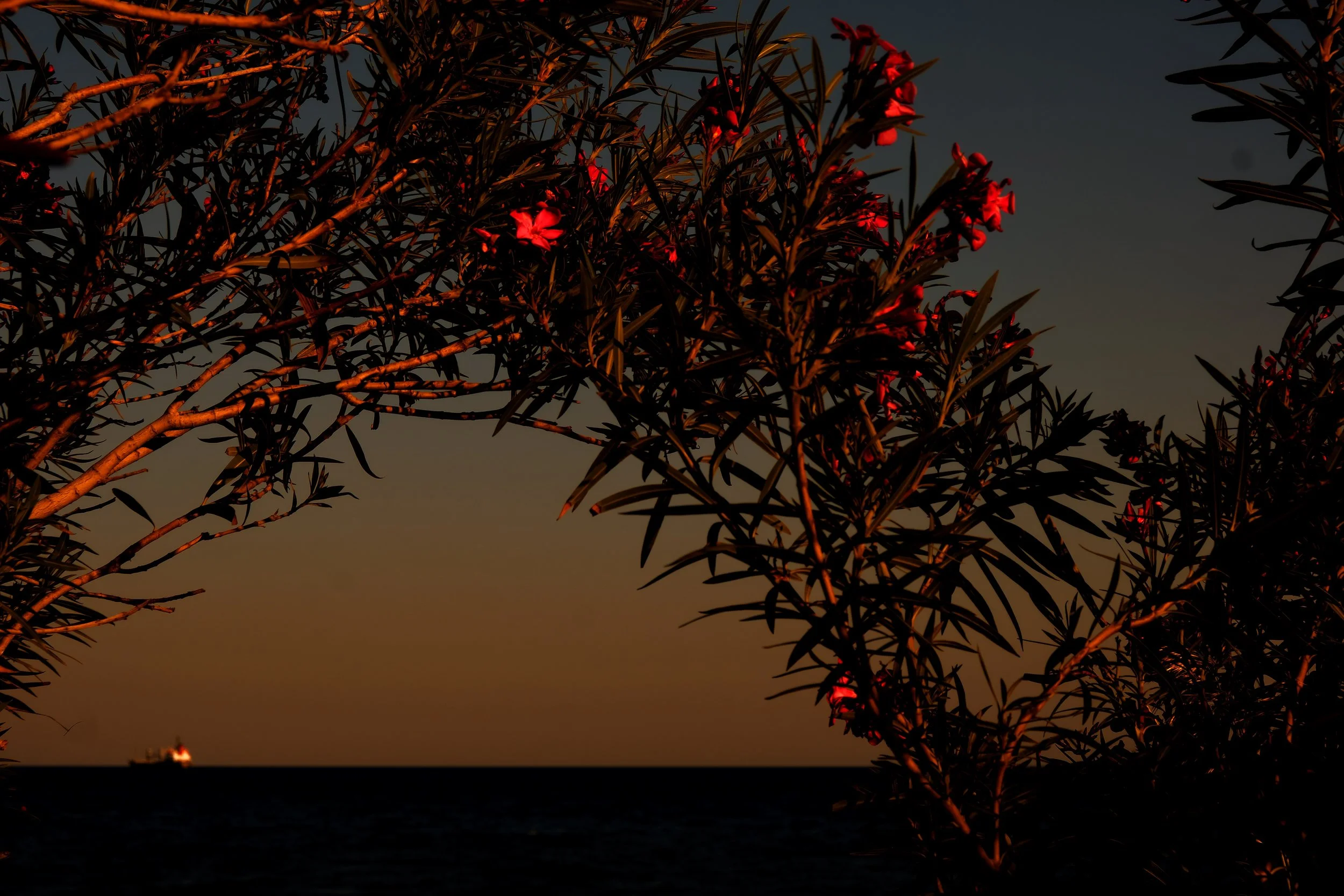 MagnusØstermann_Flowers_Photography_75x50cm(1).jpg