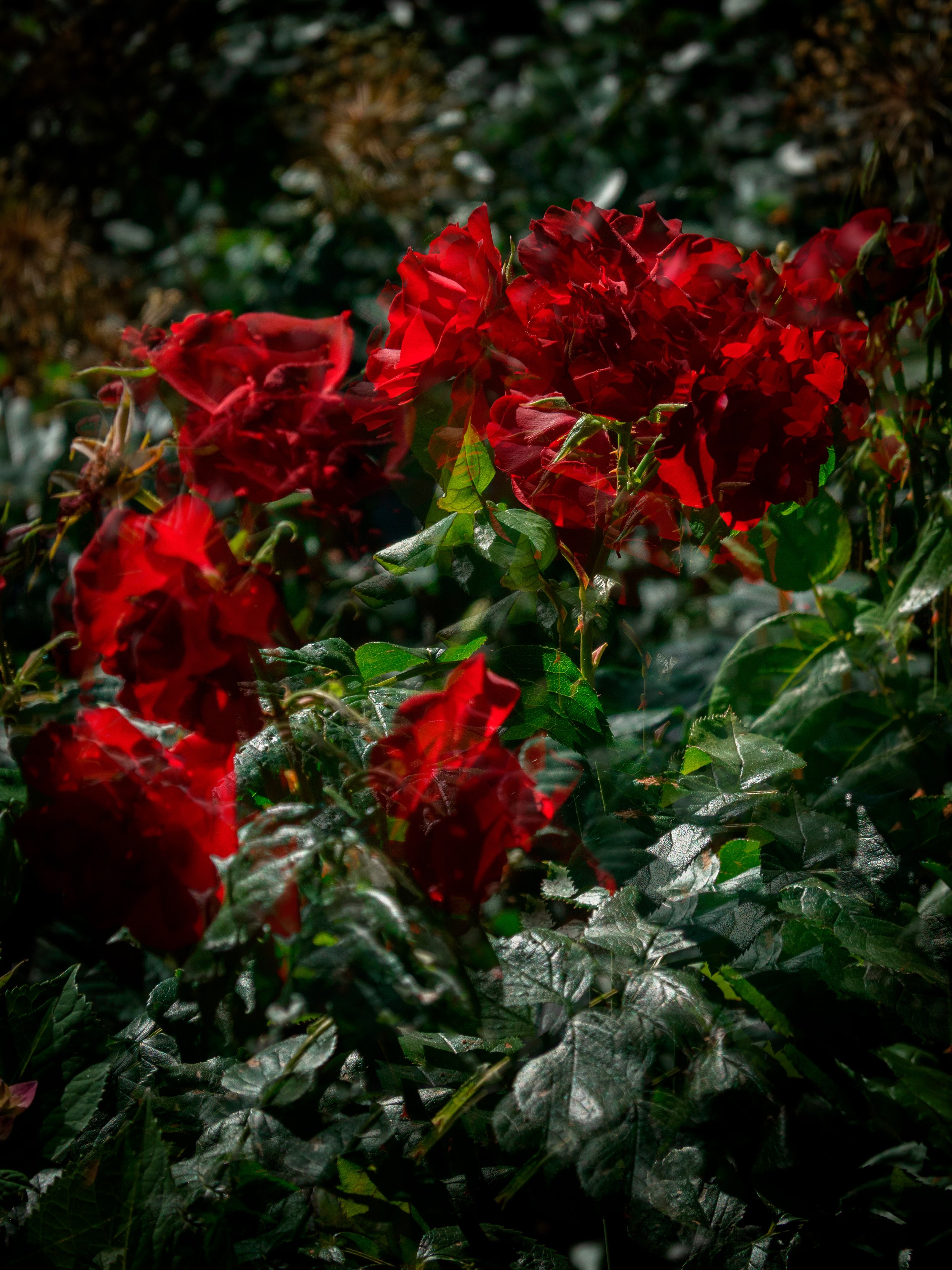 DavidFerman_Unveiling_II_DigitalPhotography.jpg