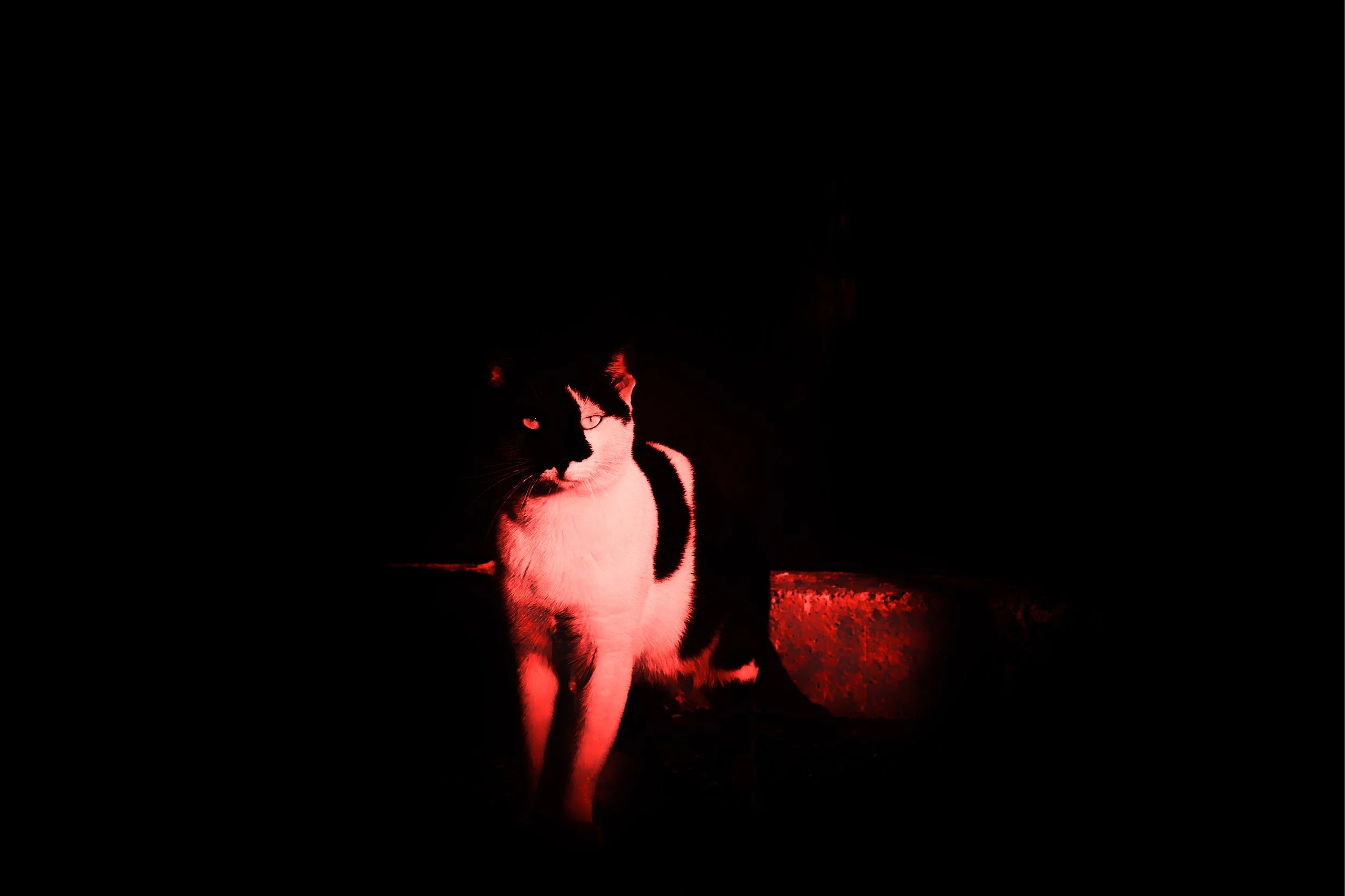 MagnusØstermann_Cat_Photography_75x50cm(1).jpg
