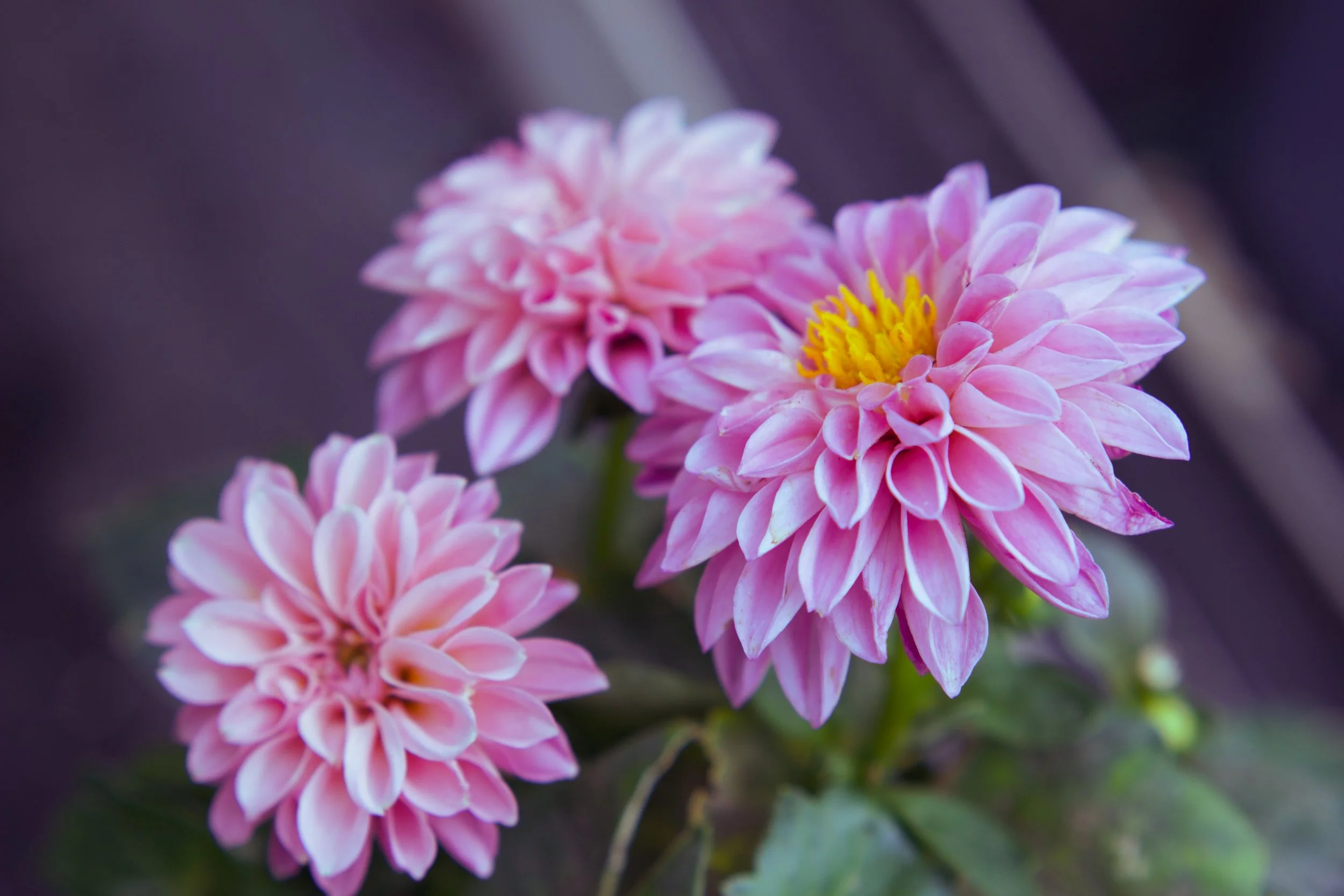 DéyRoper_Soft In Light_Photography.jpg