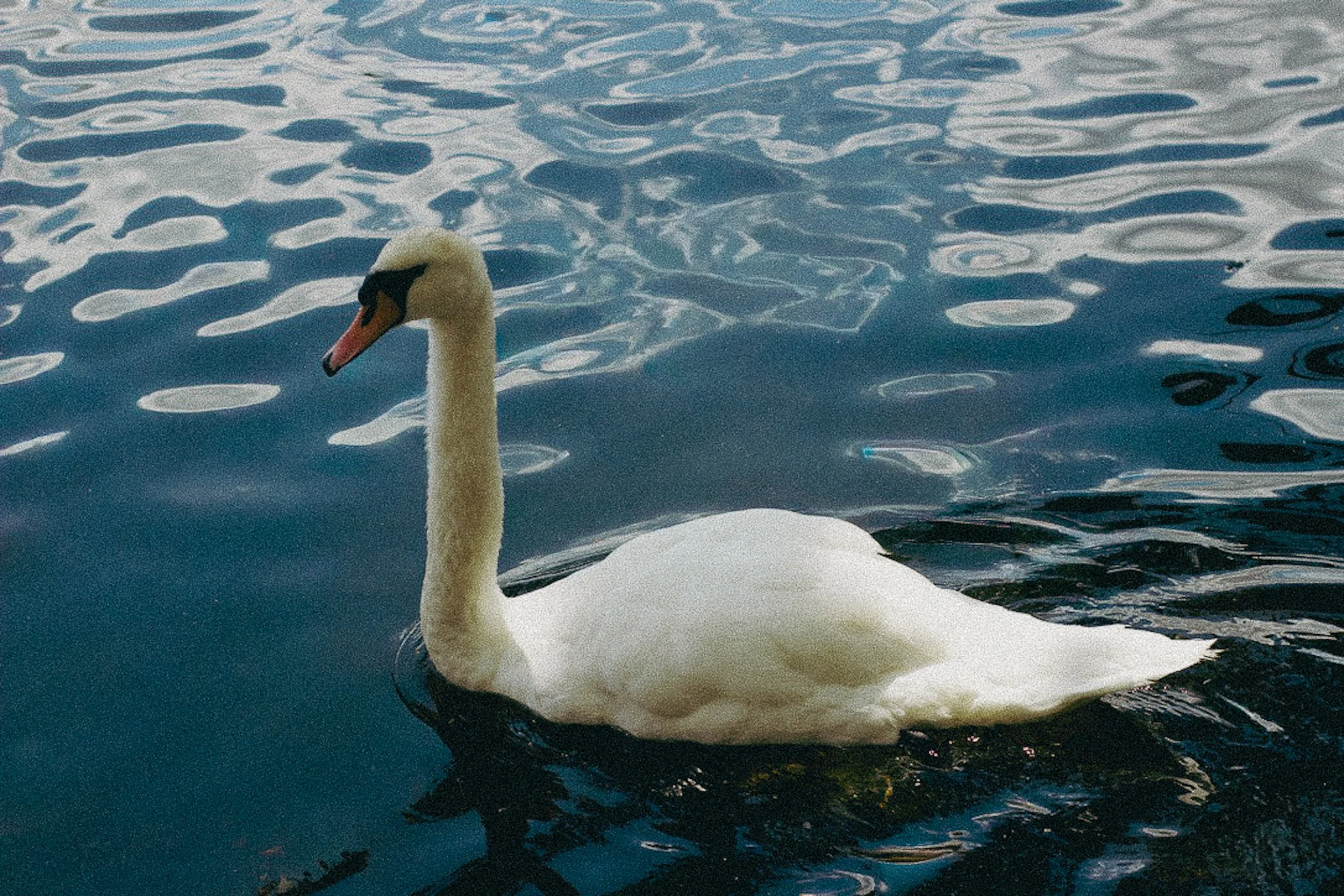 DéyRoper_Leda_Photography.JPG