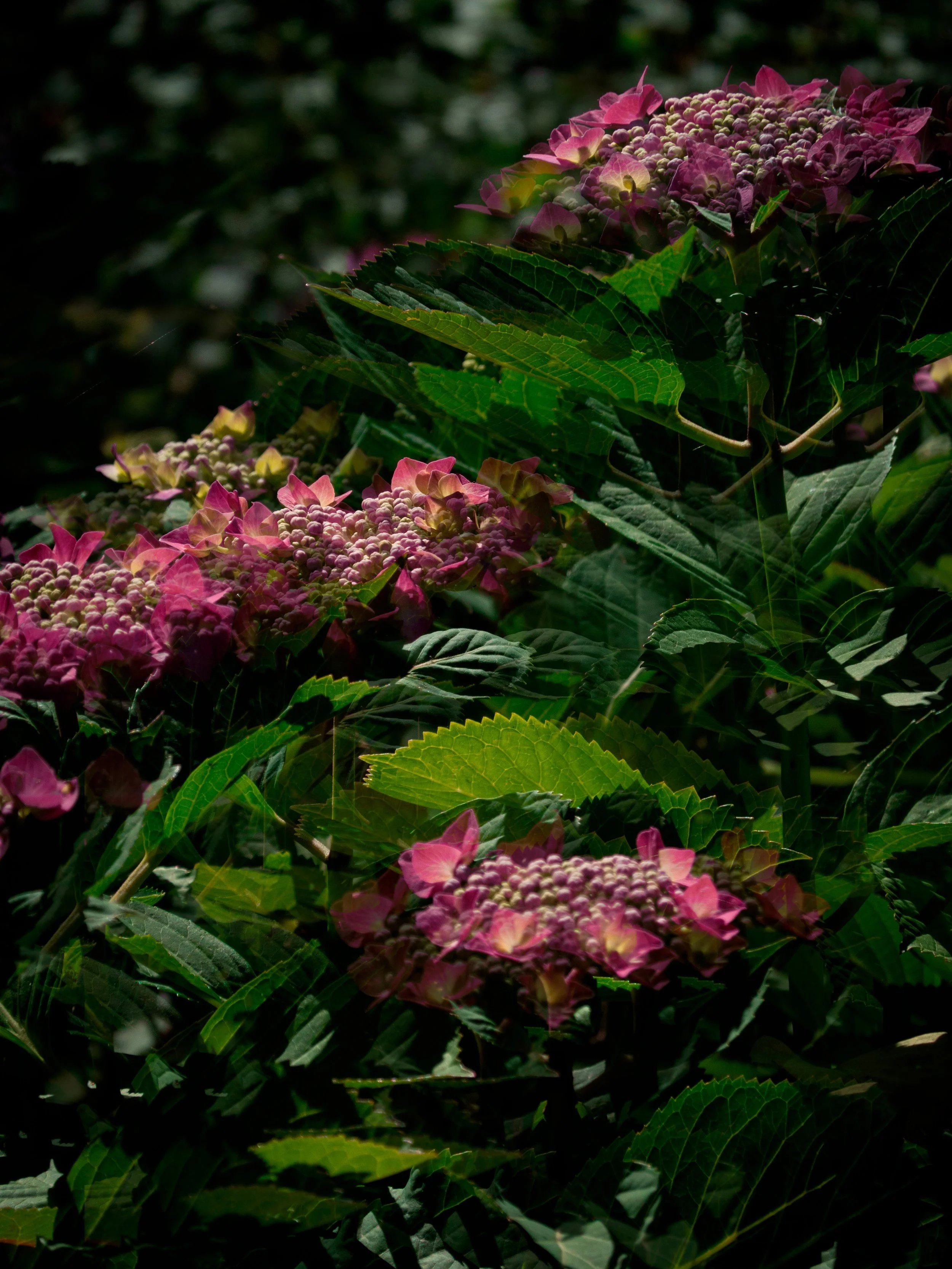 DavidFerman_Unveiling_III_DigitalPhotography.jpg