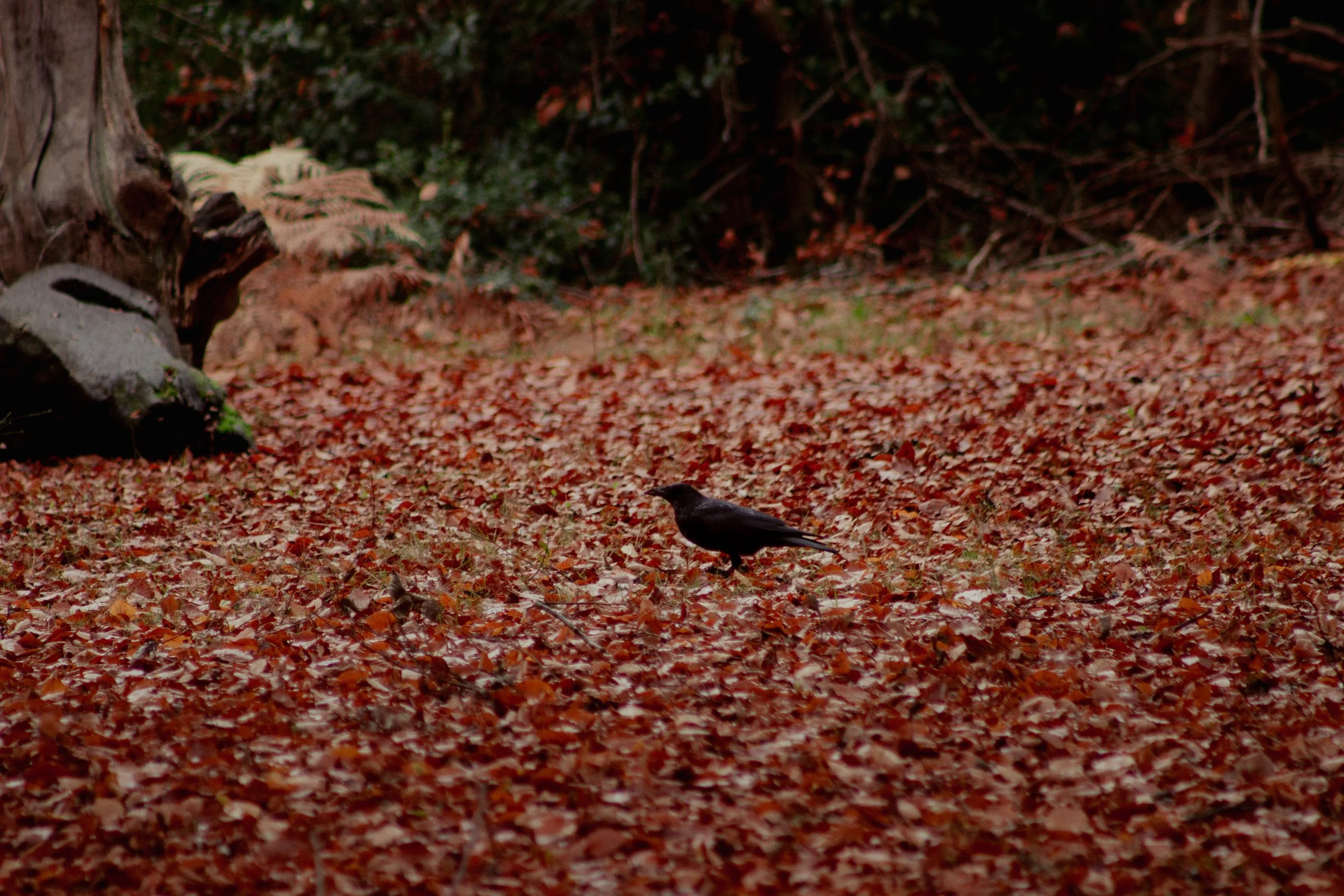 DéyRoper_Lone Chatter_Photography.JPG