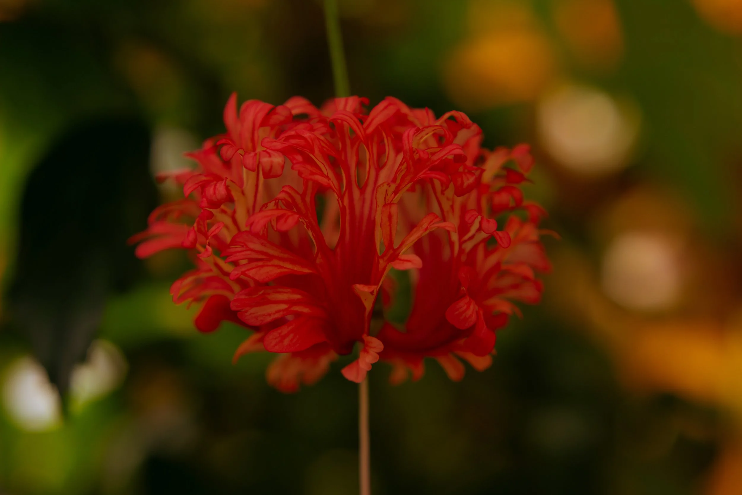 DéyRoper_Tōrō_Photography.JPG