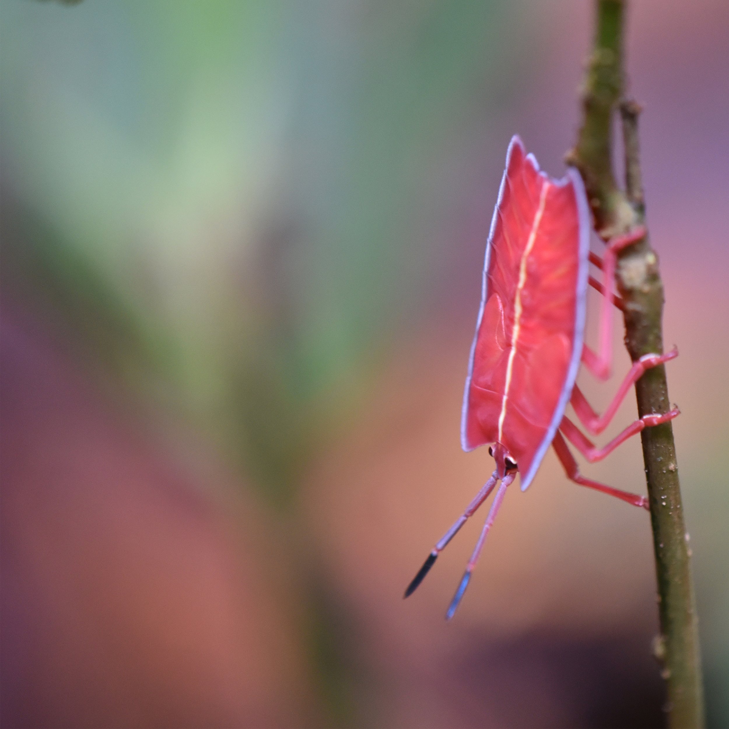 Image 2: Pink Wing of Spring: Delicate Beauty of an Enchanting Insect, 30cm x 30cm, Photography