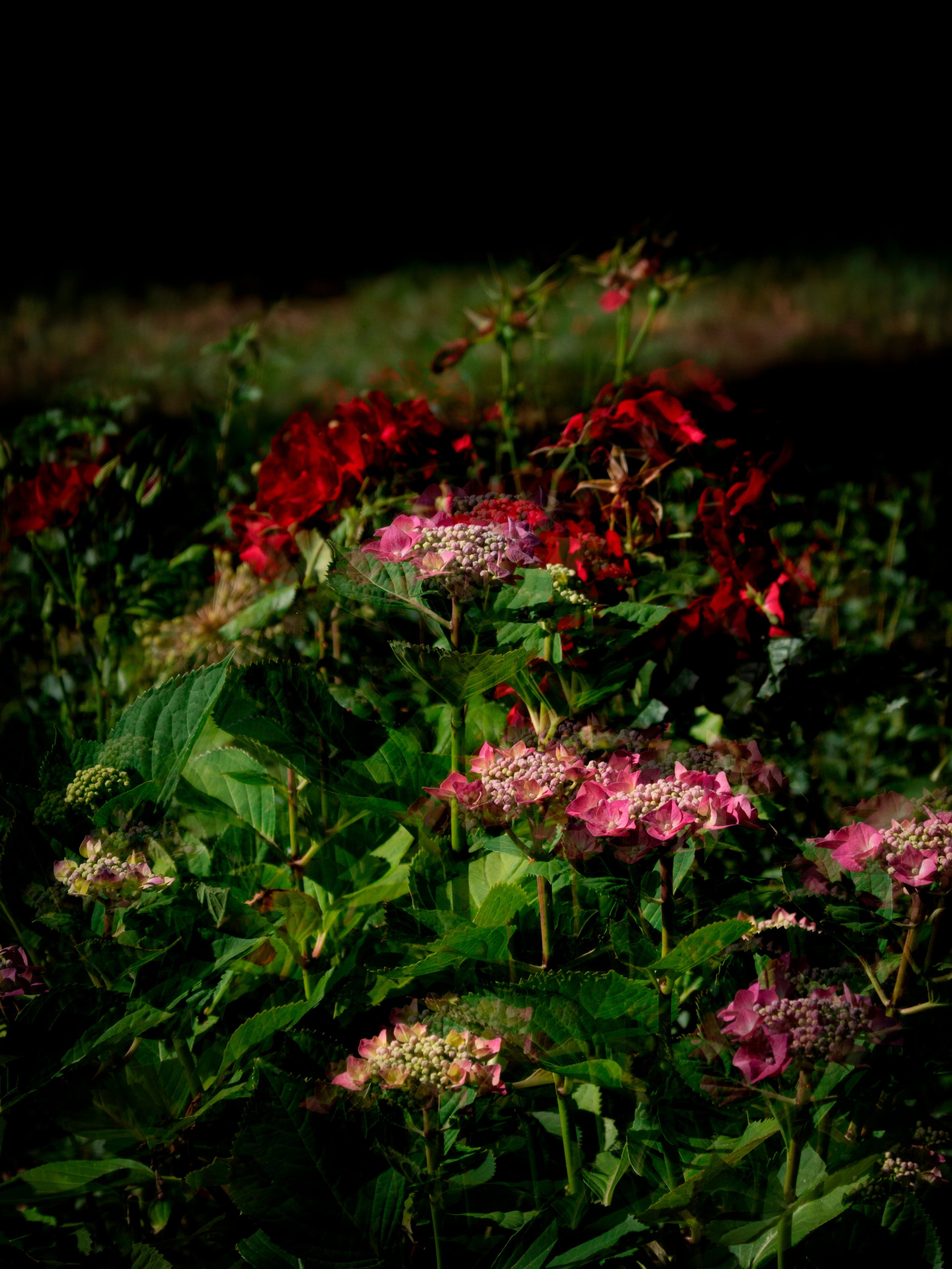 DavidFerman_Unveiling_I_DigitalPhotography.jpg
