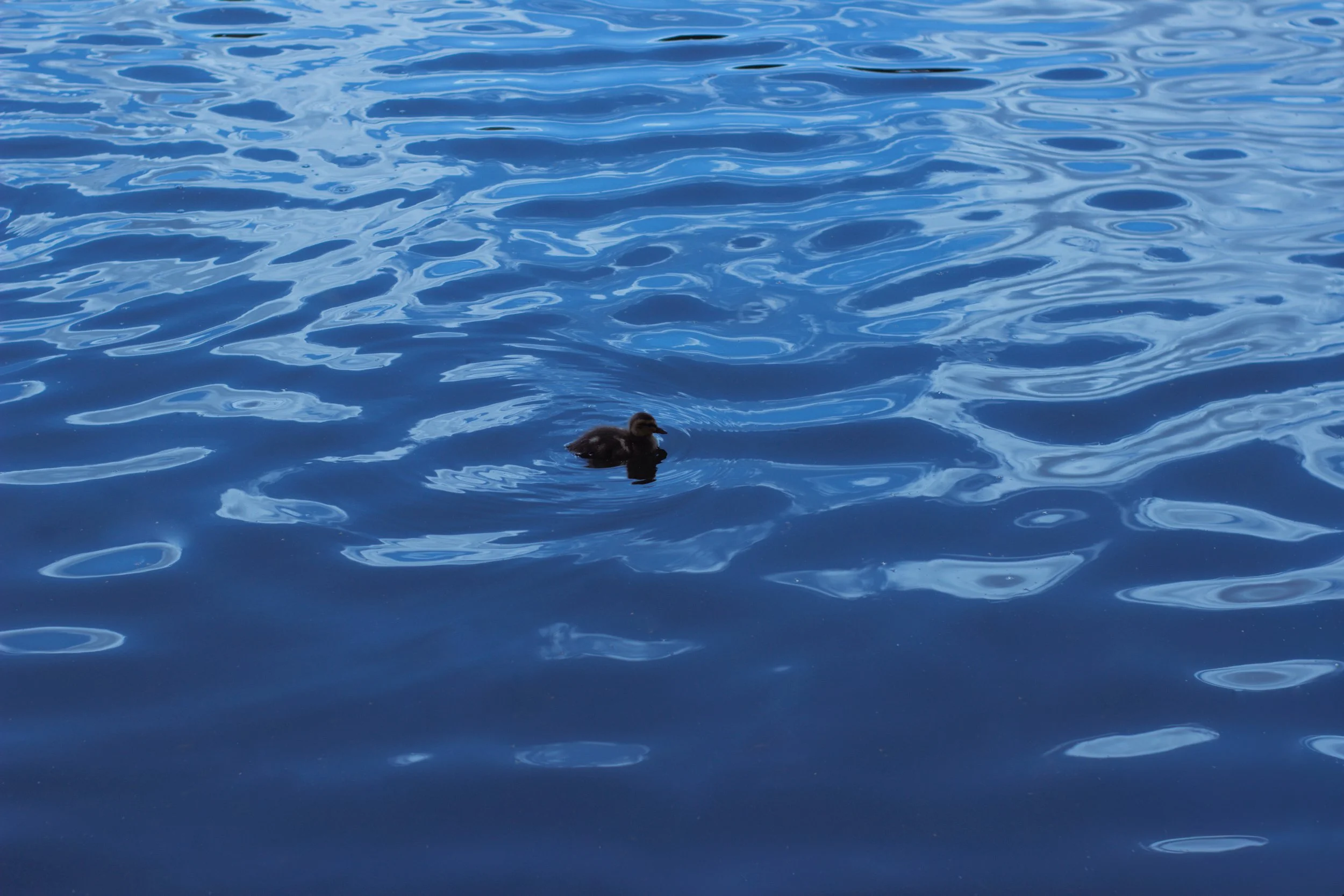 DéyRoper_The Truth Will Float_Photography.JPG