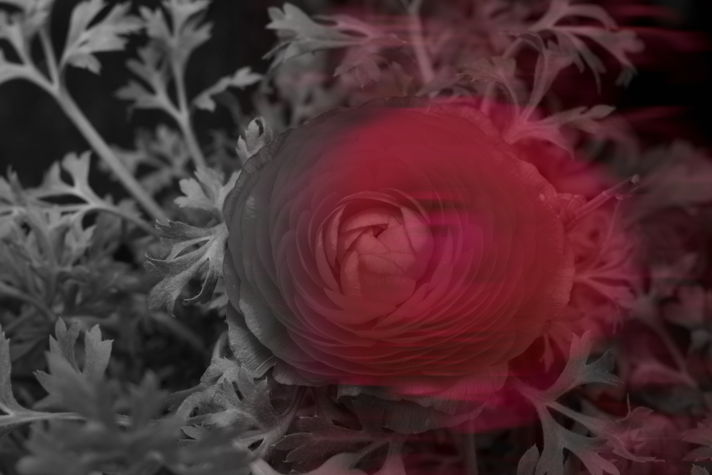 DéyRoper_Heartbeat_Phototgraphy.JPG