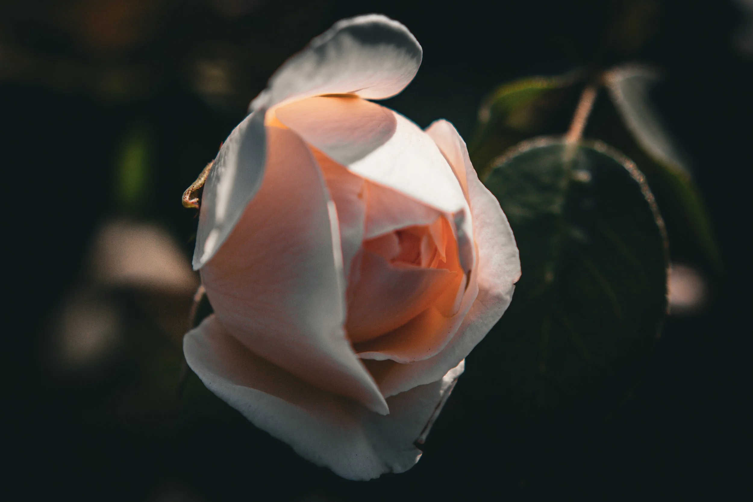 DéyRoper_Perle d’Or_Photography.JPG