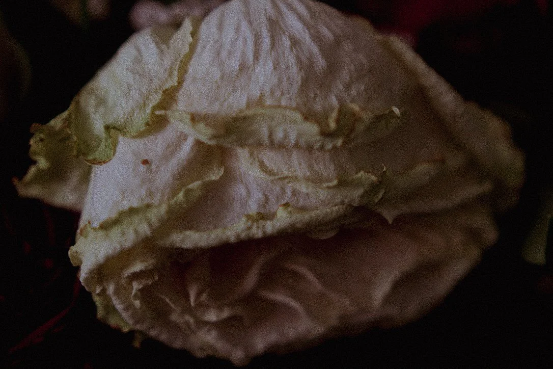 DéyRoper_Withering_Phototgraphy.JPG