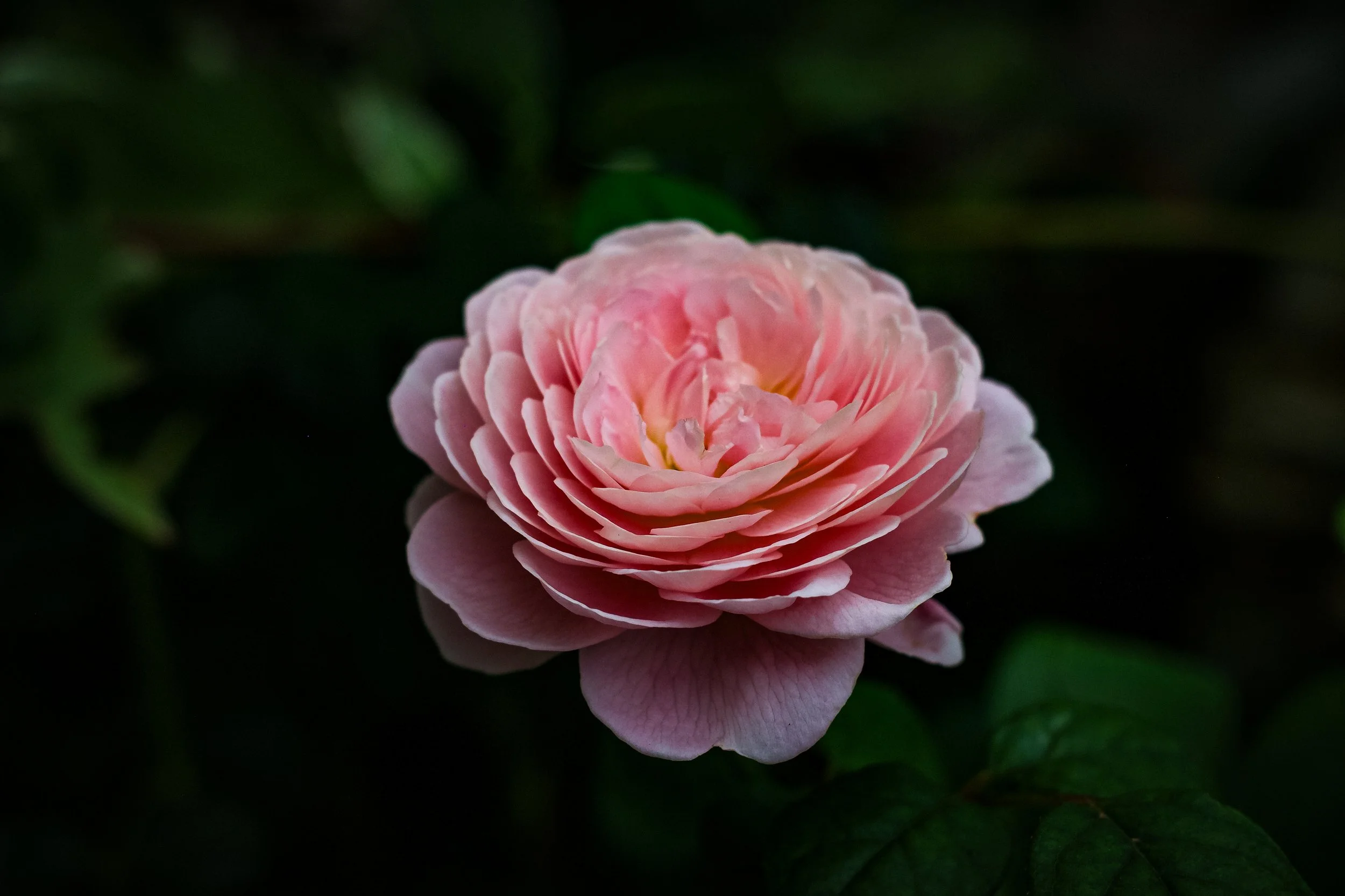 DéyRoper_Unfolding_Phototgraphy.JPG
