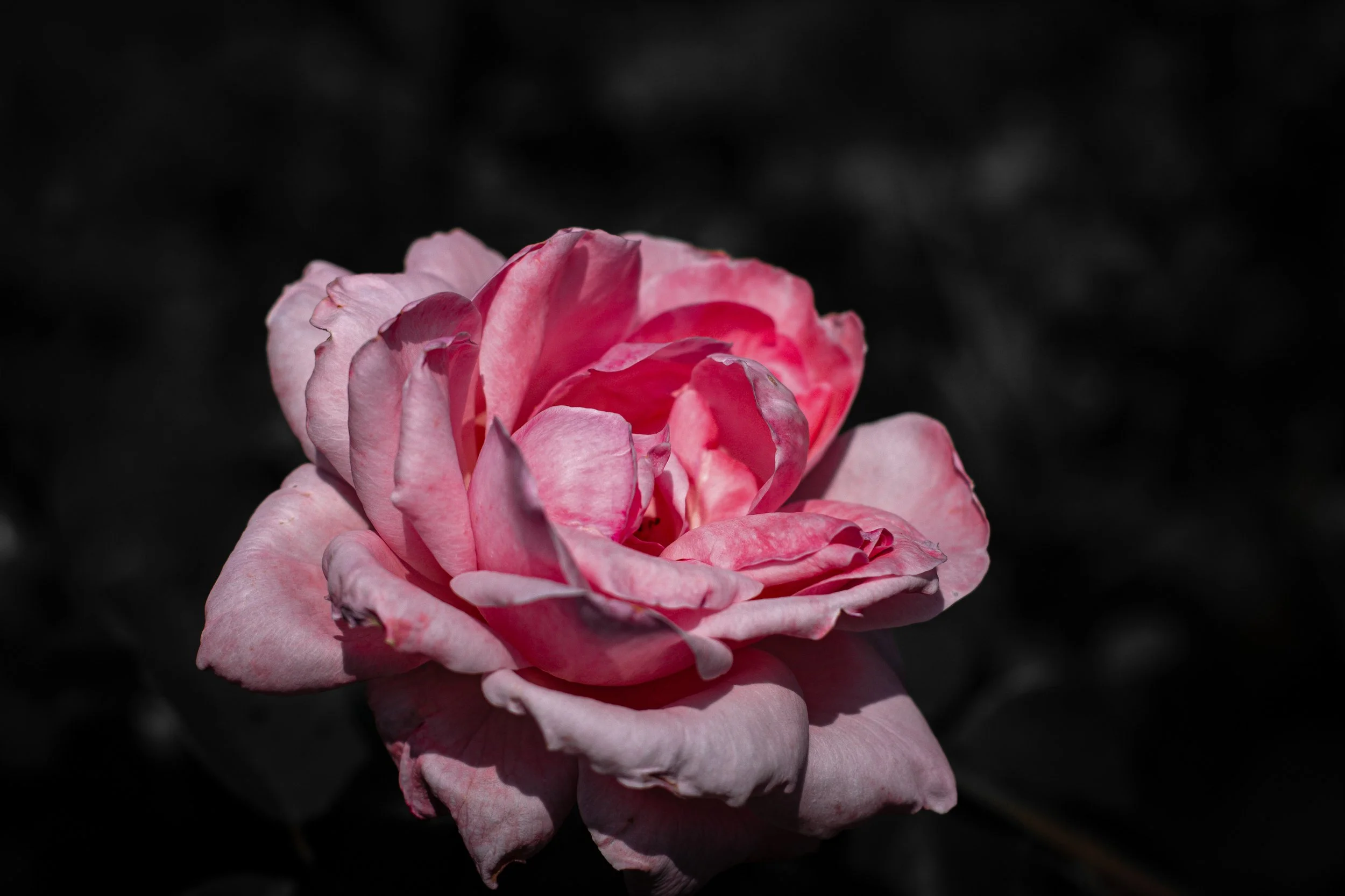 DéyRoper_That Which We Call_Photography.JPG