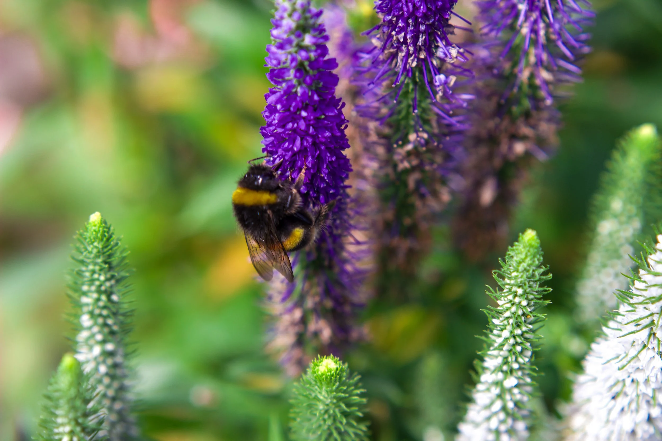 DéyRoper_Summer Breeze_Phototgraphy.JPG
