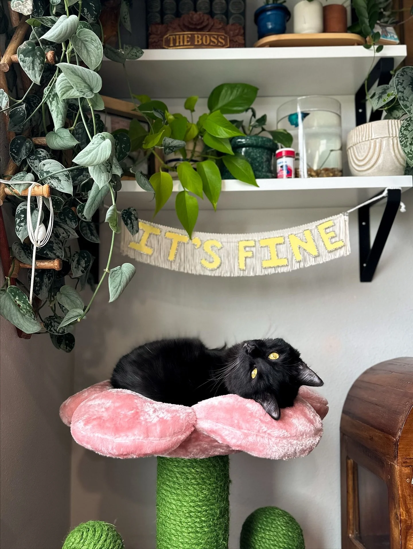 Happiest Halloween from my good luck kitty, Opal! 🐈&zwj;⬛