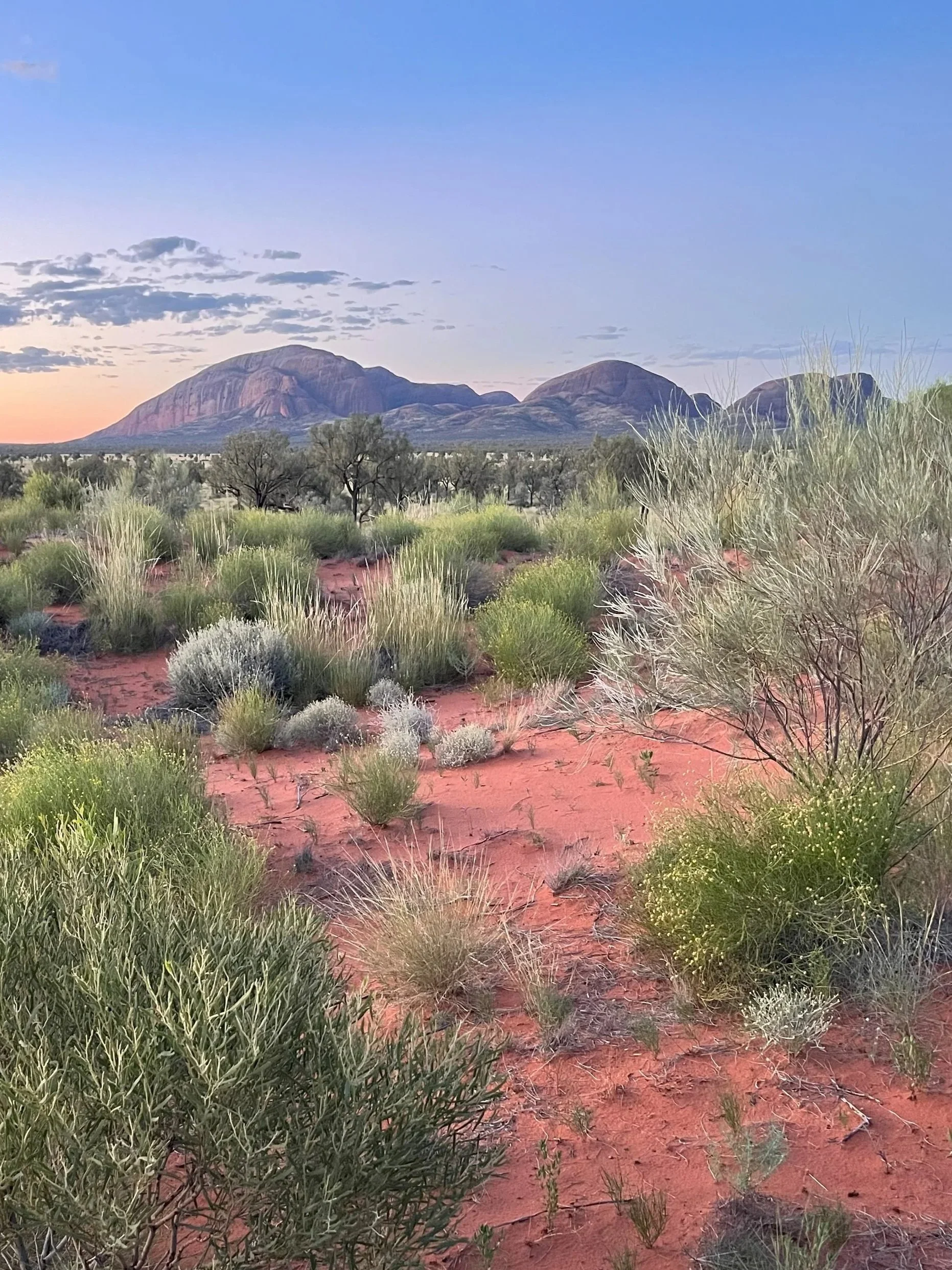 Desert landscape with red sandy ground, green and gray plants, sparse trees, and distant rocky mountains at sunset under a partly cloudy sky.