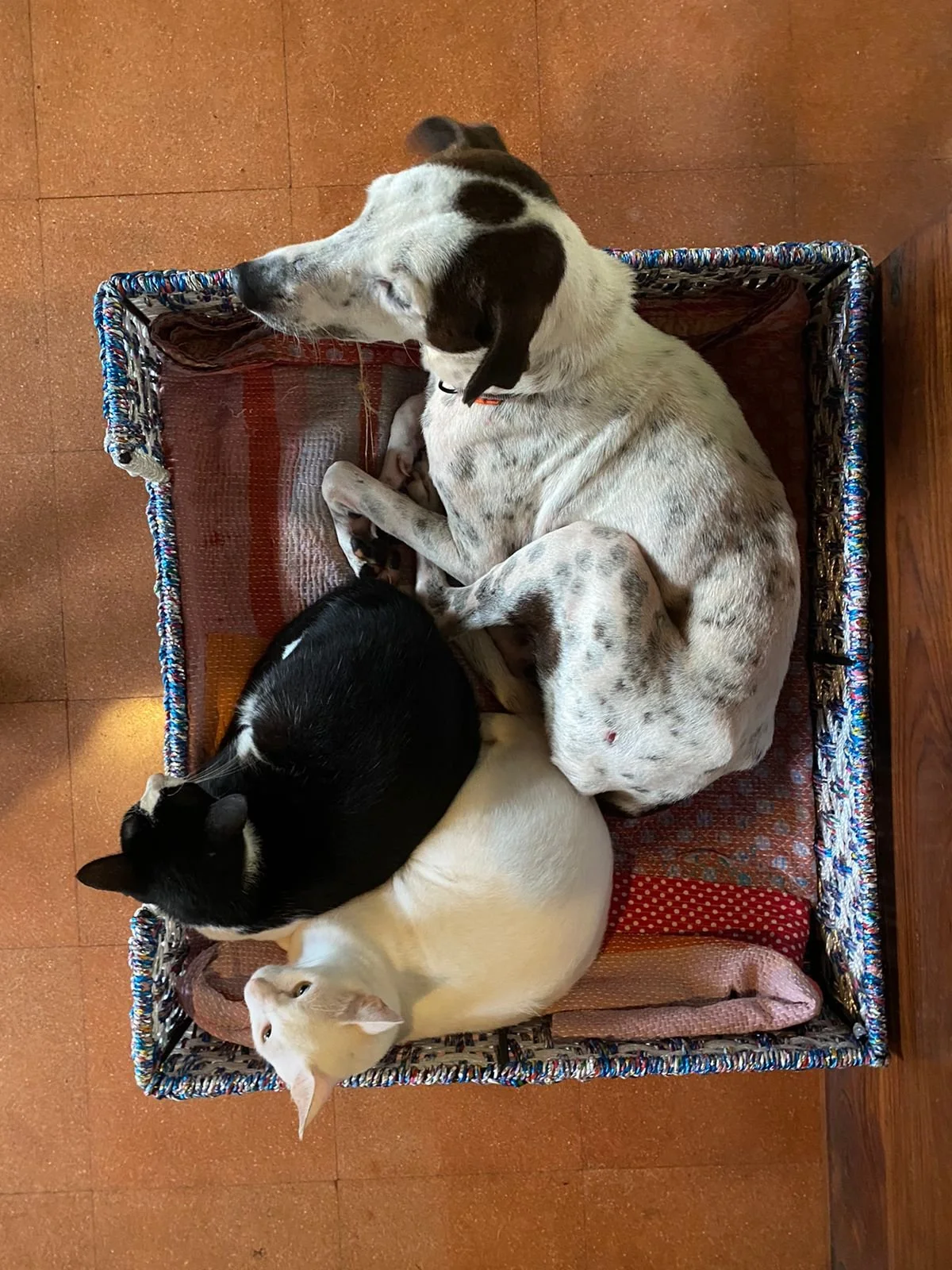 WhatsApp Image 2021-09-23 at 8.27.50 AM.jpeg