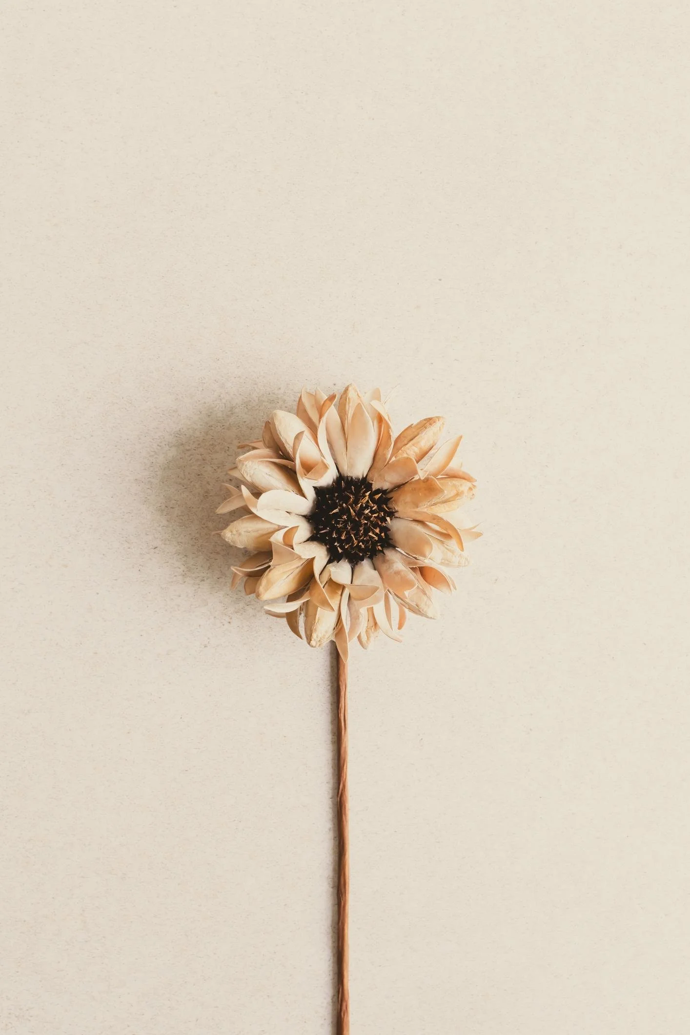 A single dried dahlia flower with cream-colored petals and a dark center on a plain light-colored background.