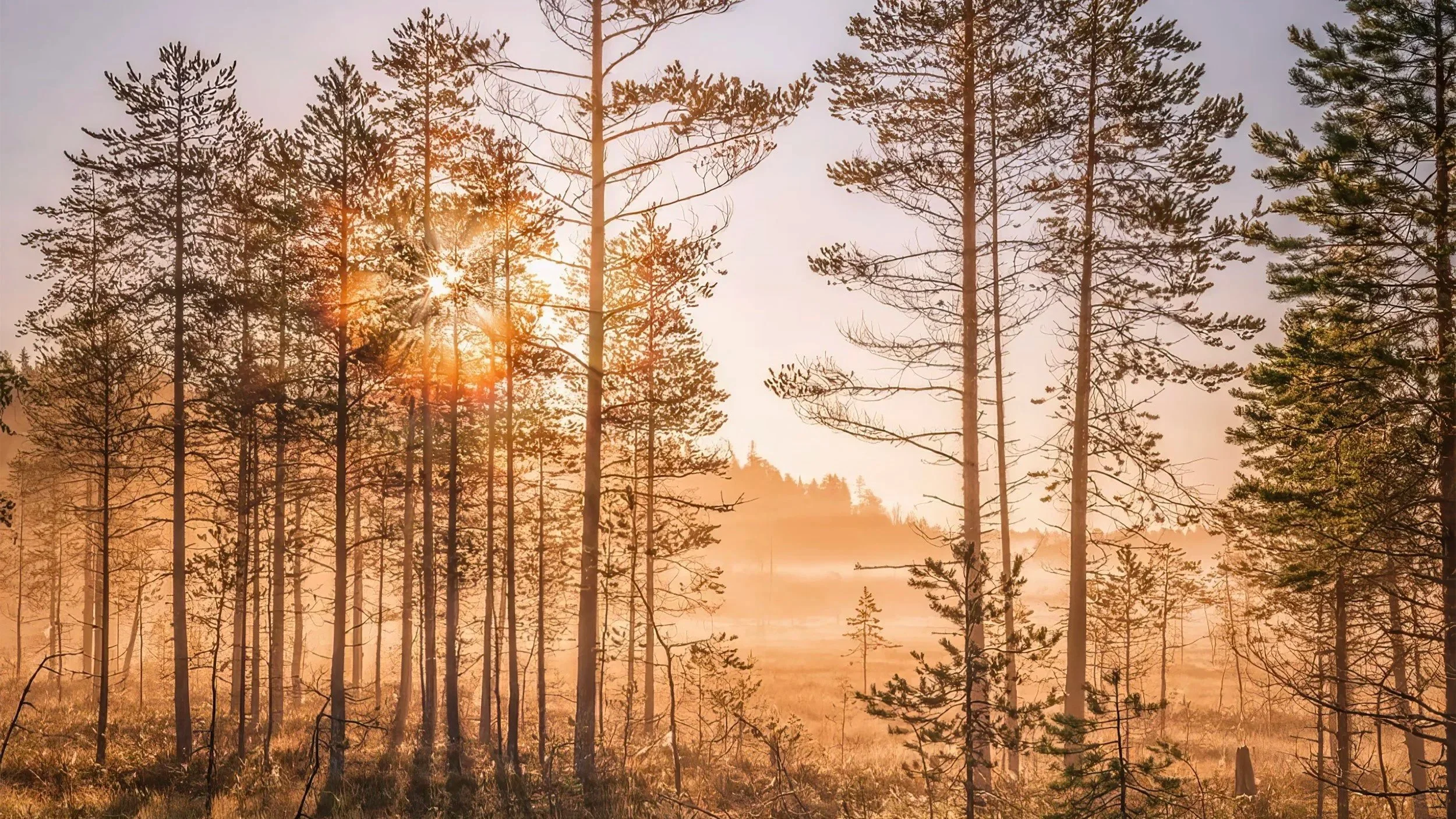 Kaksi uutta selvitystä luonnonarvomarkkinoista