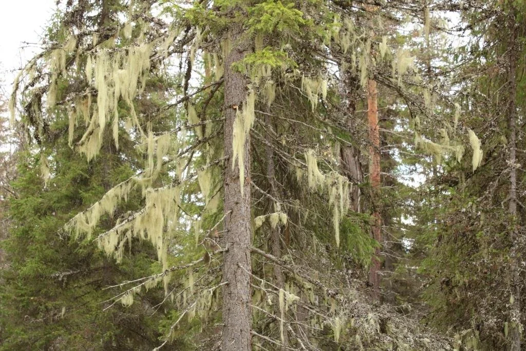 Penikkaoja IMG_1024.JPG