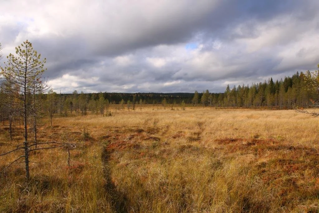 Koppelosuo, IMG_0989.JPG