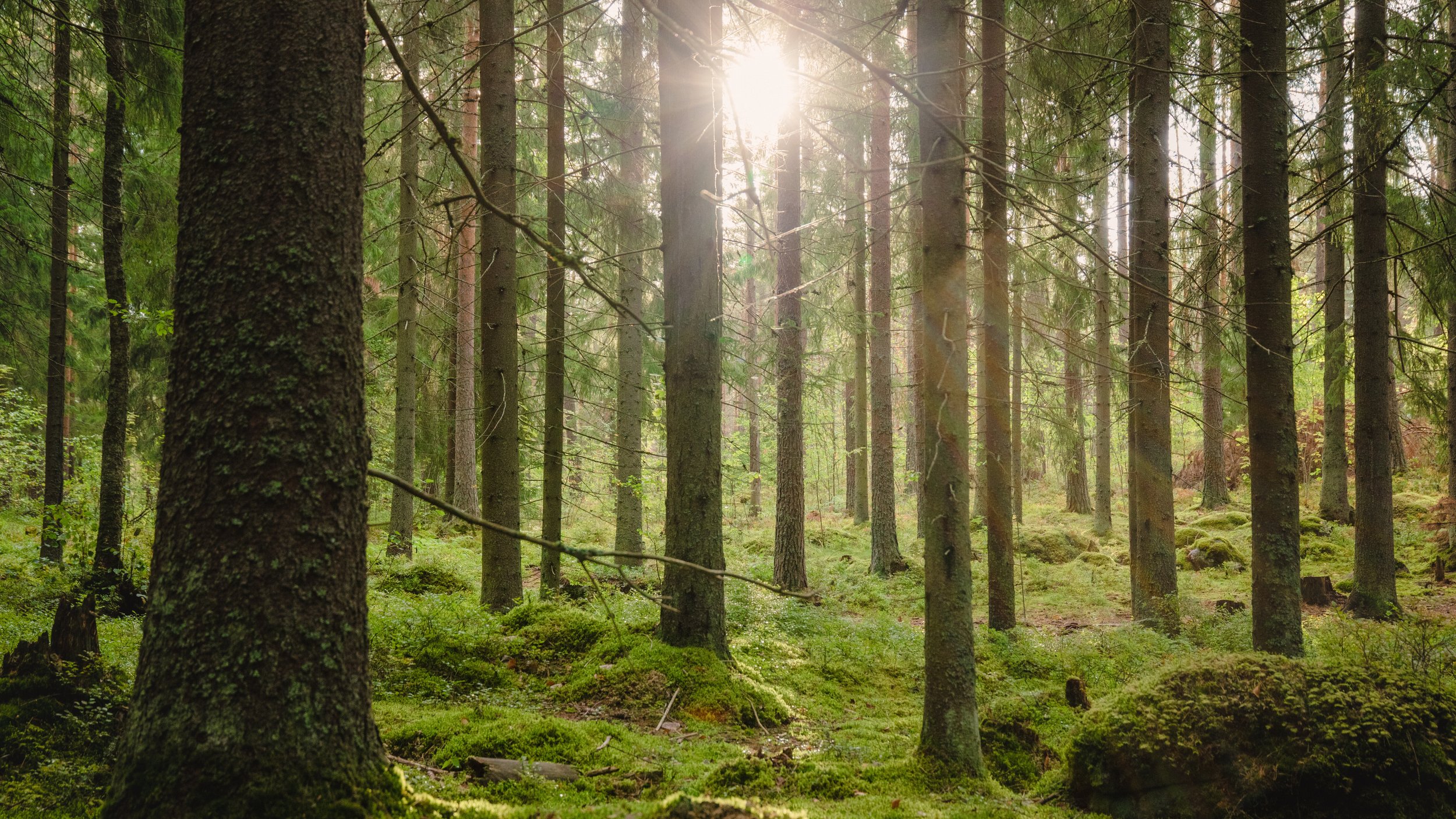 Hallituksen lakiluonnos raivaa tietä luonnonarvomarkkinoille
