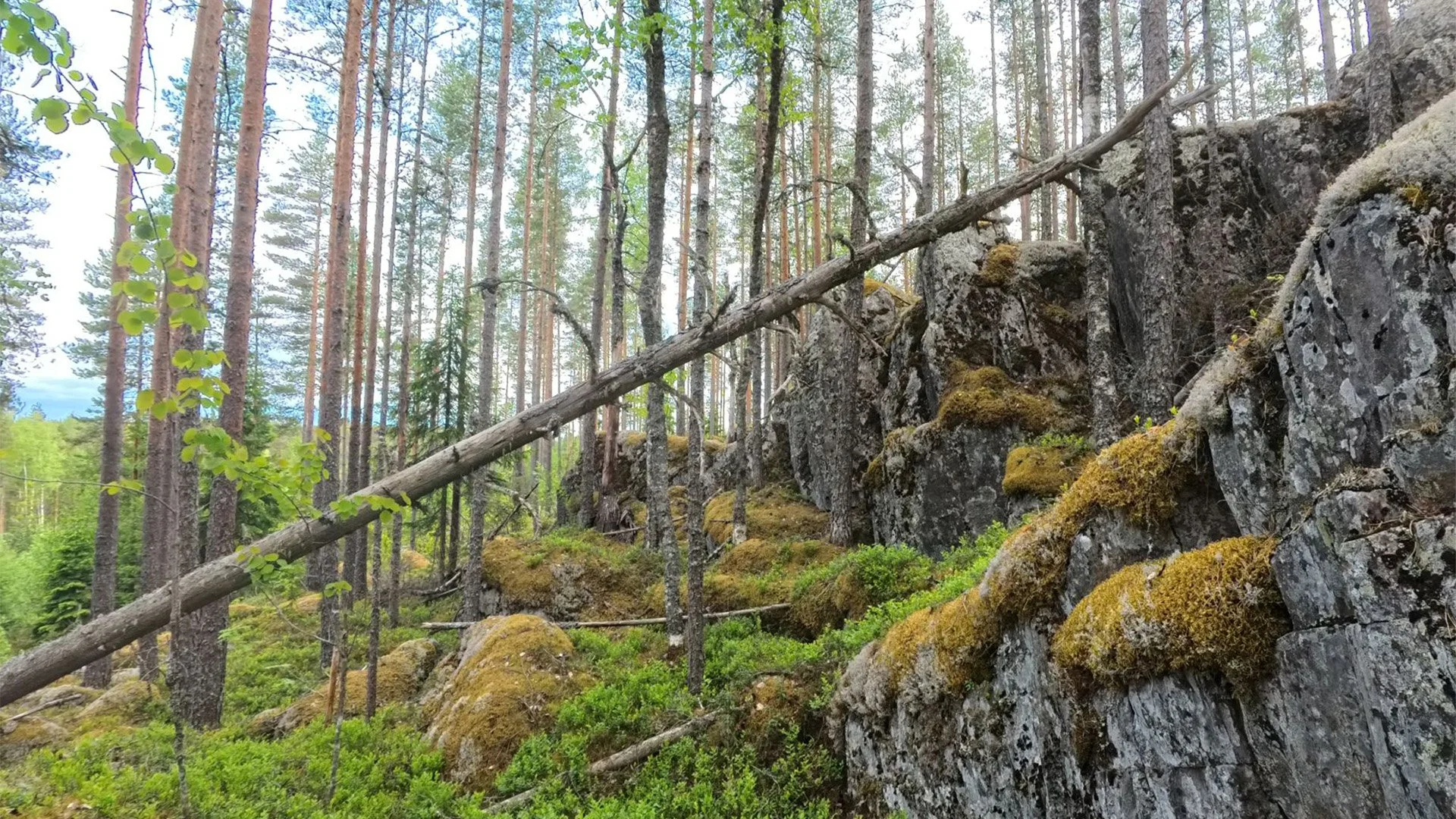 Kurikassa suojellaan metsää OX2:n lahjoituksen turvin