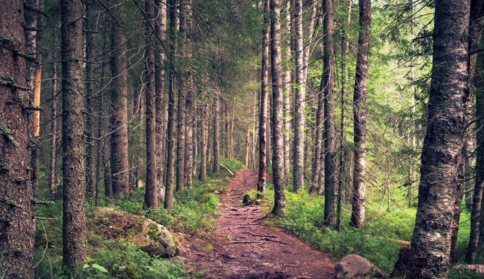 Odota säätelyä tai johda muutosta – suomalainen ylikulutus vaatii yrityksiltä strategisia valintoja