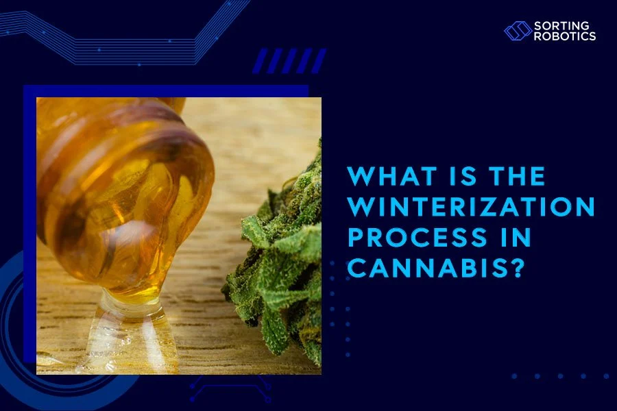 What Is the Winterization Process in Cannabis?