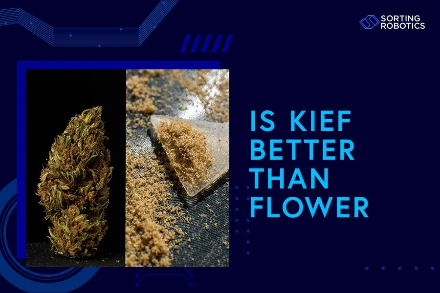 Is Kief Better Than Flower?